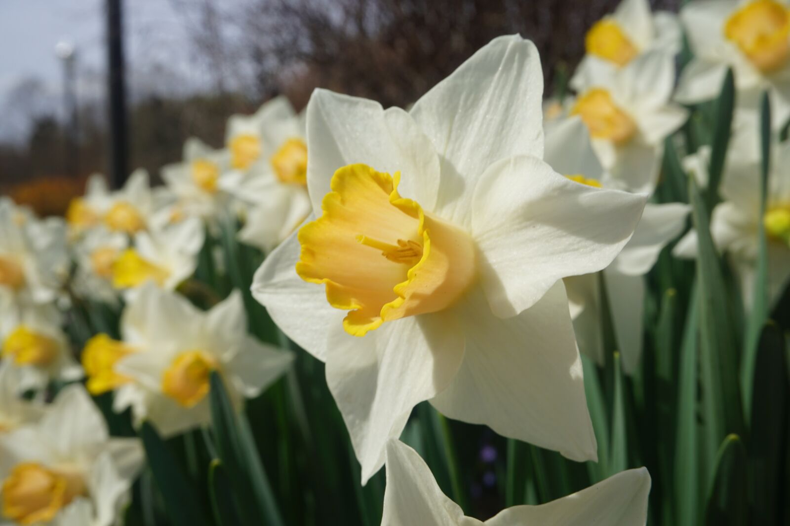 Sony E 16-50mm F3.5-5.6 PZ OSS sample photo. Daffodil, plant, nature photography