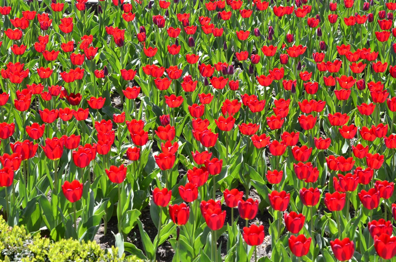 Nikon D7000 sample photo. Flowers, tulips, red photography