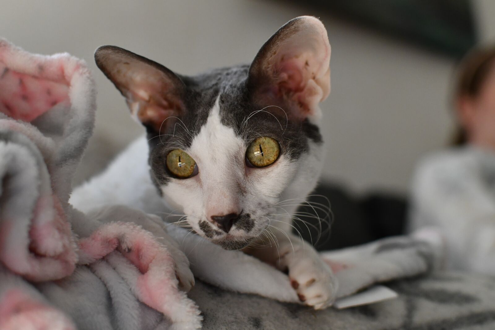 Nikon D7500 sample photo. Cat, cornish rex, curious photography