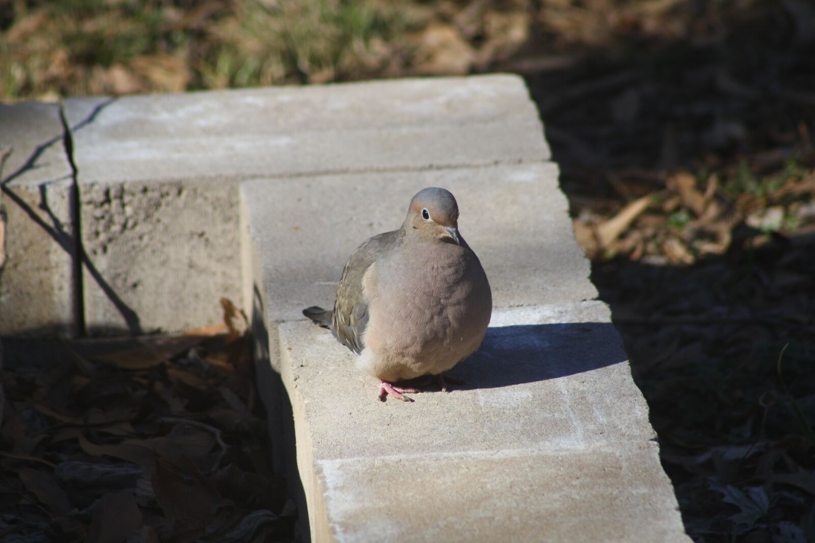 Canon EOS 1000D (EOS Digital Rebel XS / EOS Kiss F) sample photo. Mourning dove, bird, nature photography
