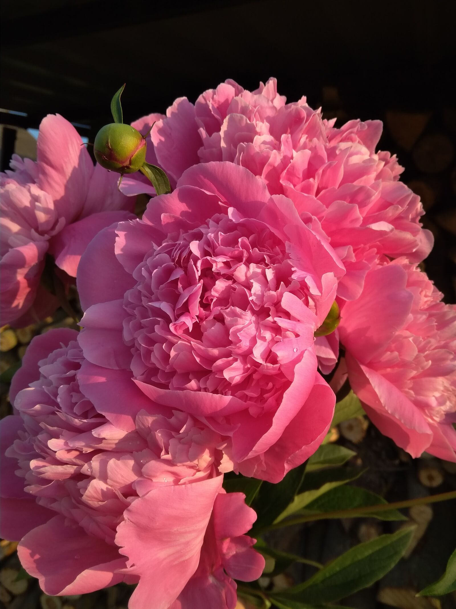 Xiaomi Redmi 4A sample photo. Flowers, peonies, pink photography