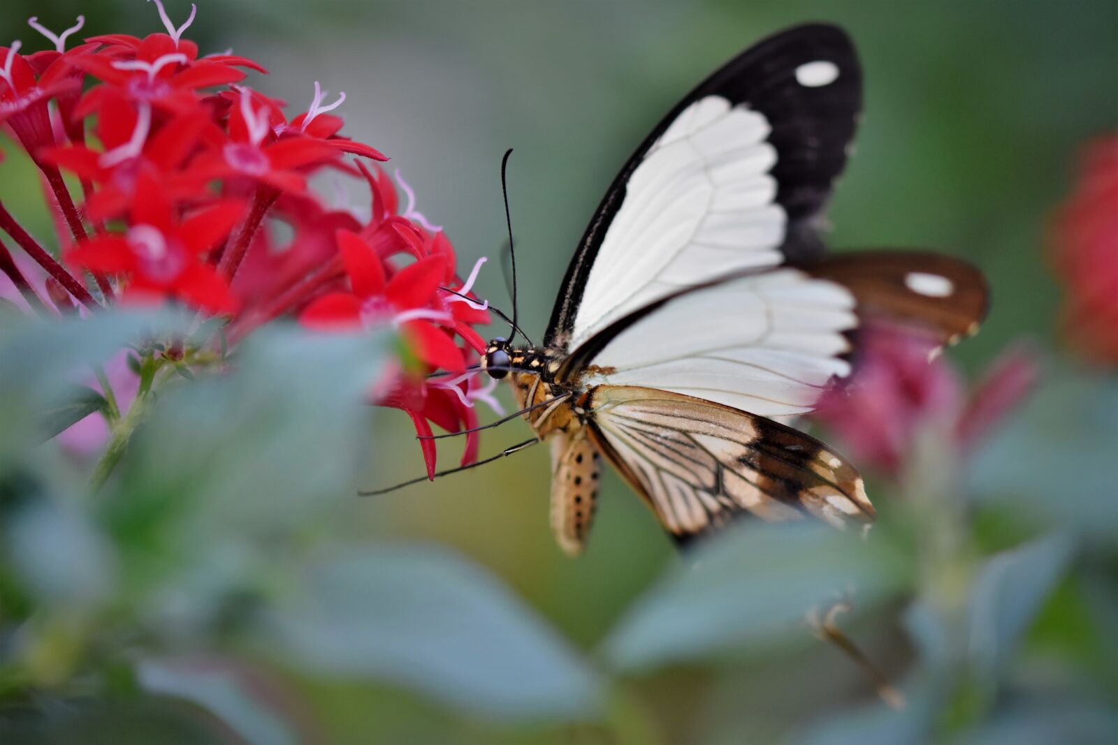 Nikon D7200 sample photo. Butterfly, tropical butterfly, exotic photography