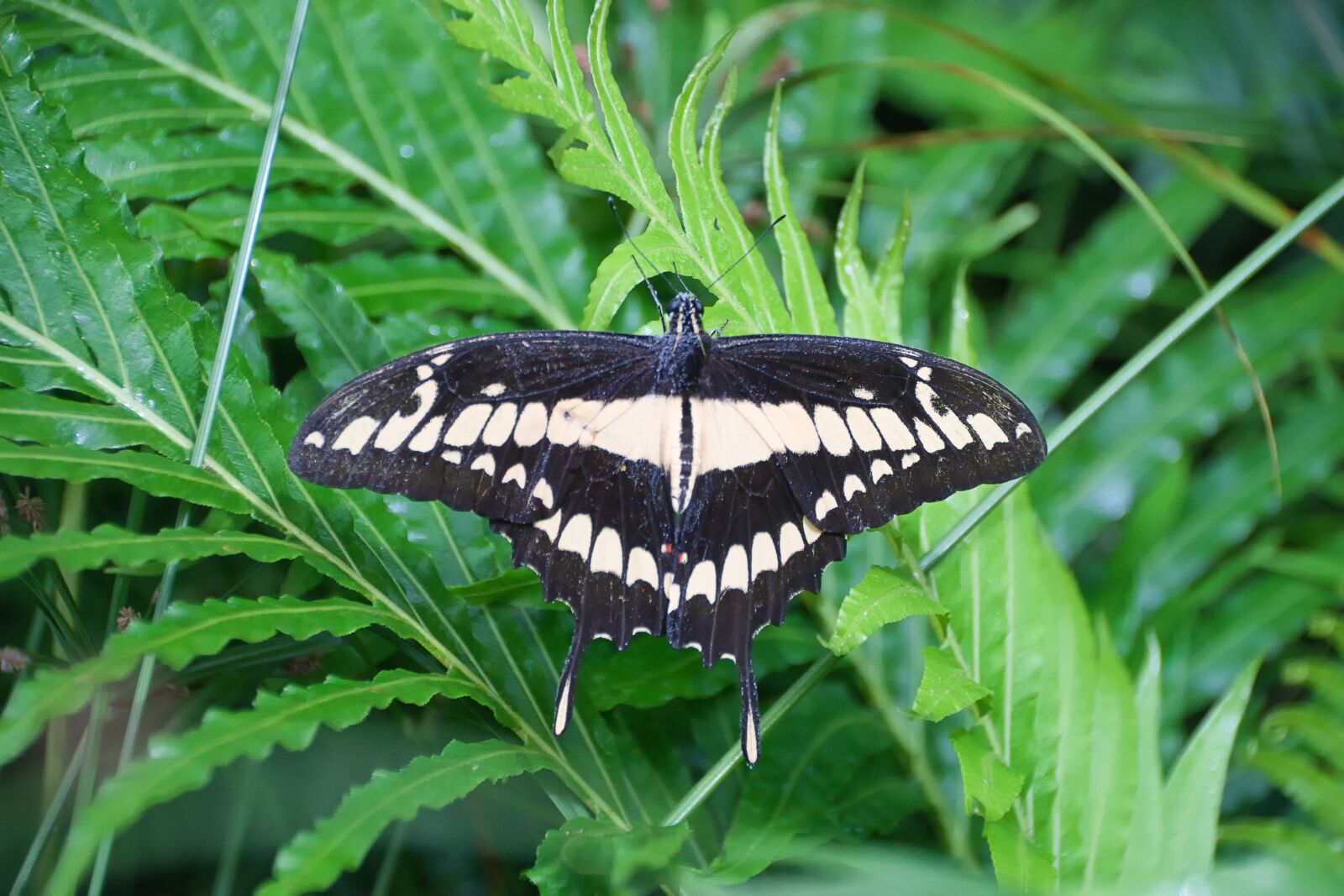 Sony ILCA-77M2 sample photo. Royal swallowtail, butterfly, insect photography