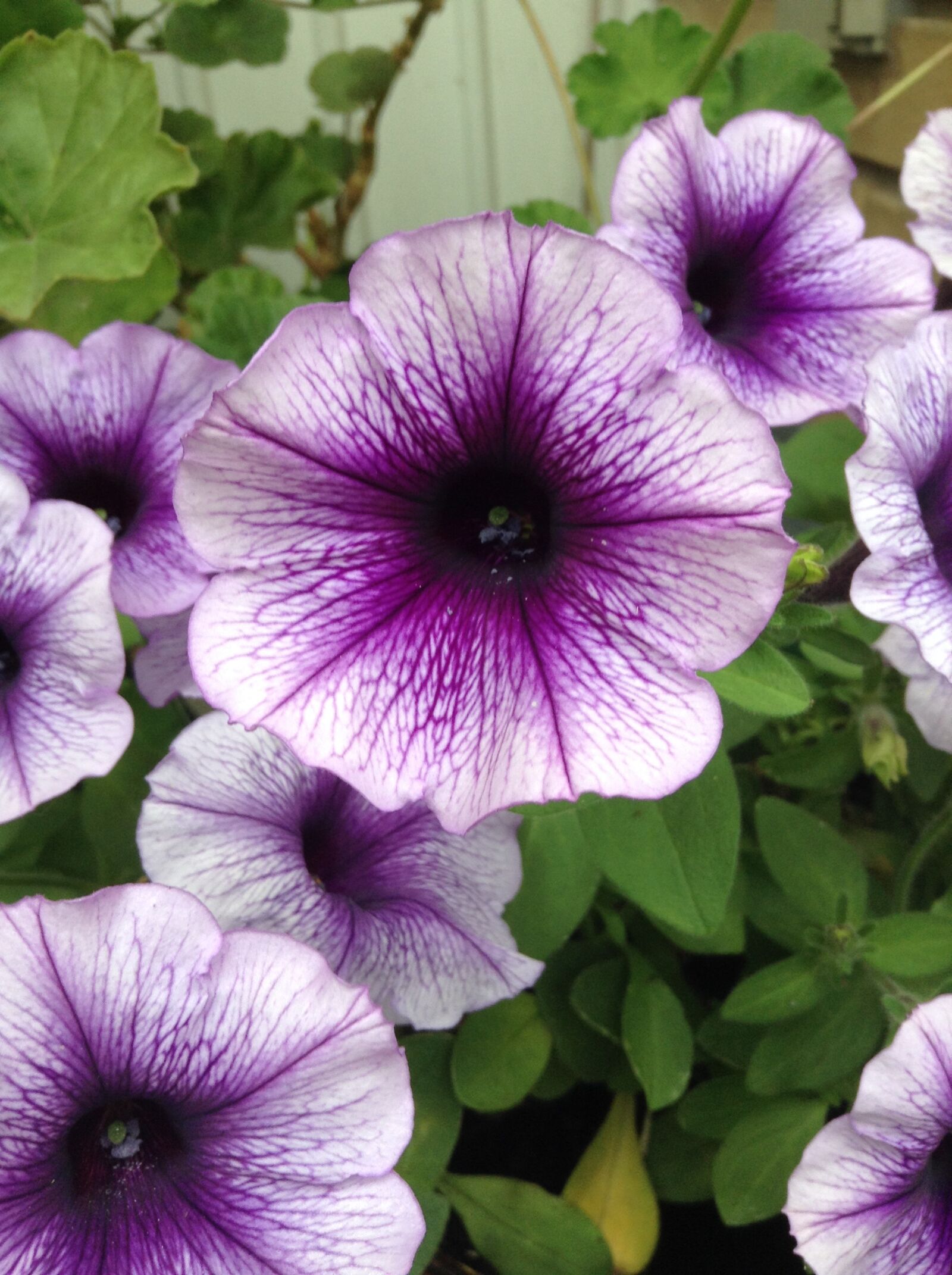 iPod touch back camera 3.3mm f/2.4 sample photo. Purple, flower, nature photography