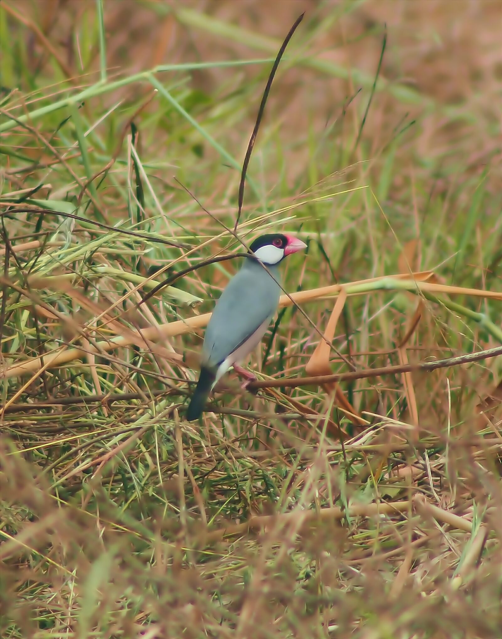 Tokina SD 400mm f/5.6 sample photo. Java sparrow, wild, bird photography