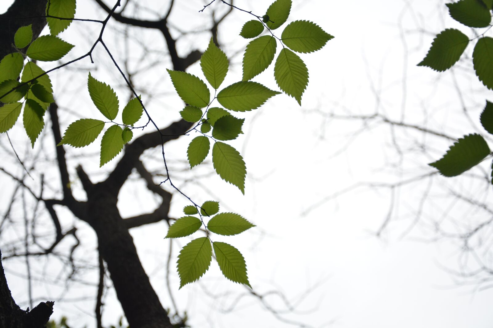 Nikon D7100 sample photo. Beech tree, plant, backlight photography