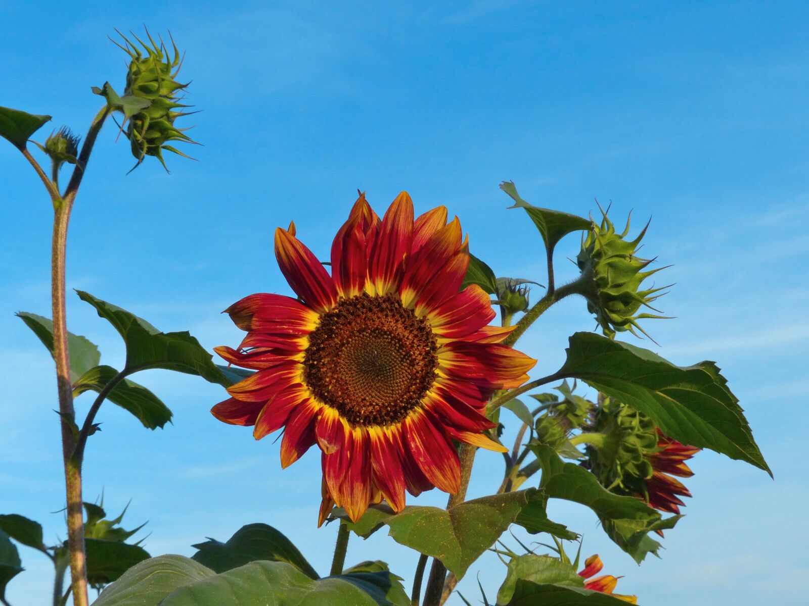 Panasonic Lumix DMC-FZ200 sample photo. Sunflower, bright, bloom photography