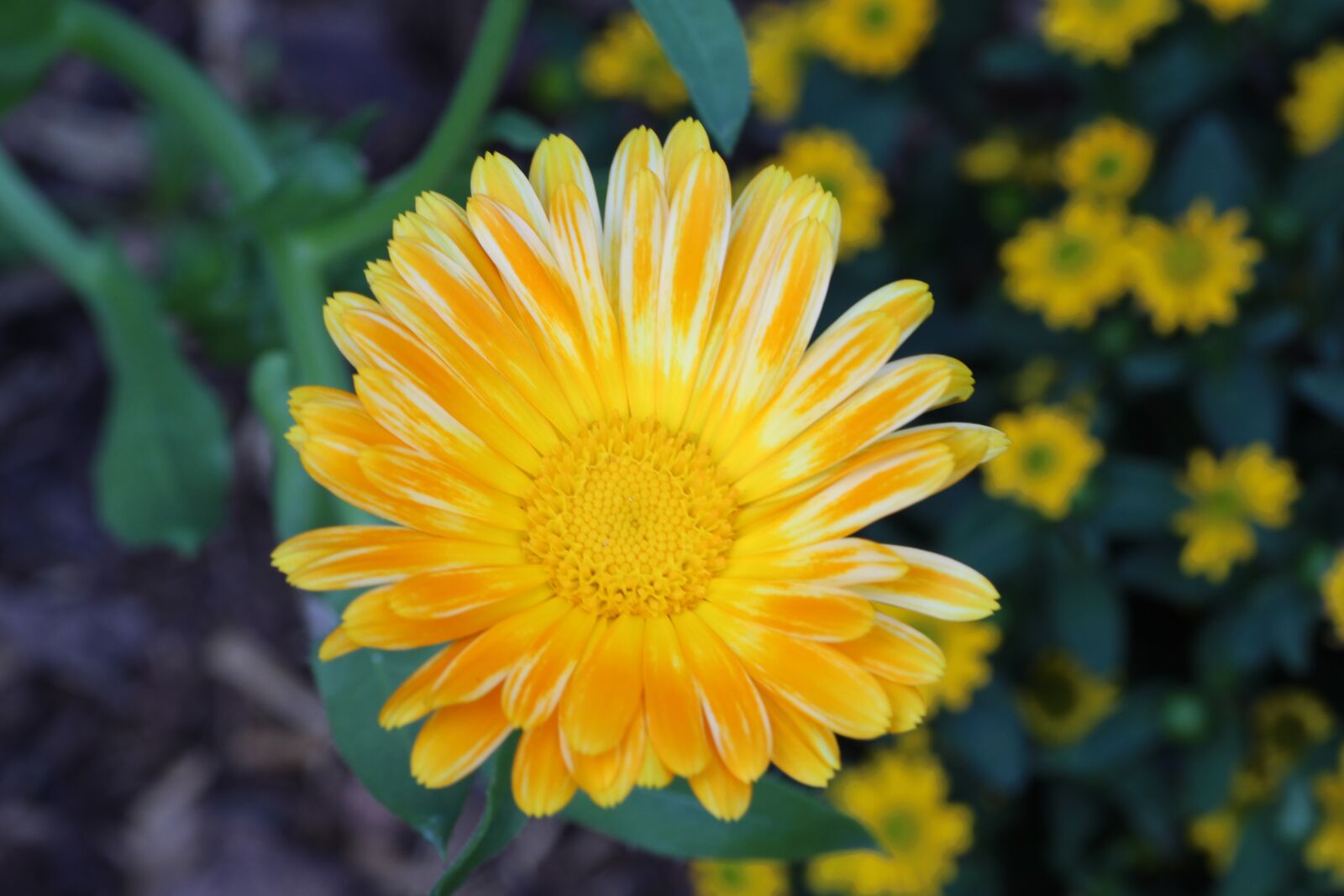 Canon EOS 650D (EOS Rebel T4i / EOS Kiss X6i) sample photo. Marigold, yellow, close up photography