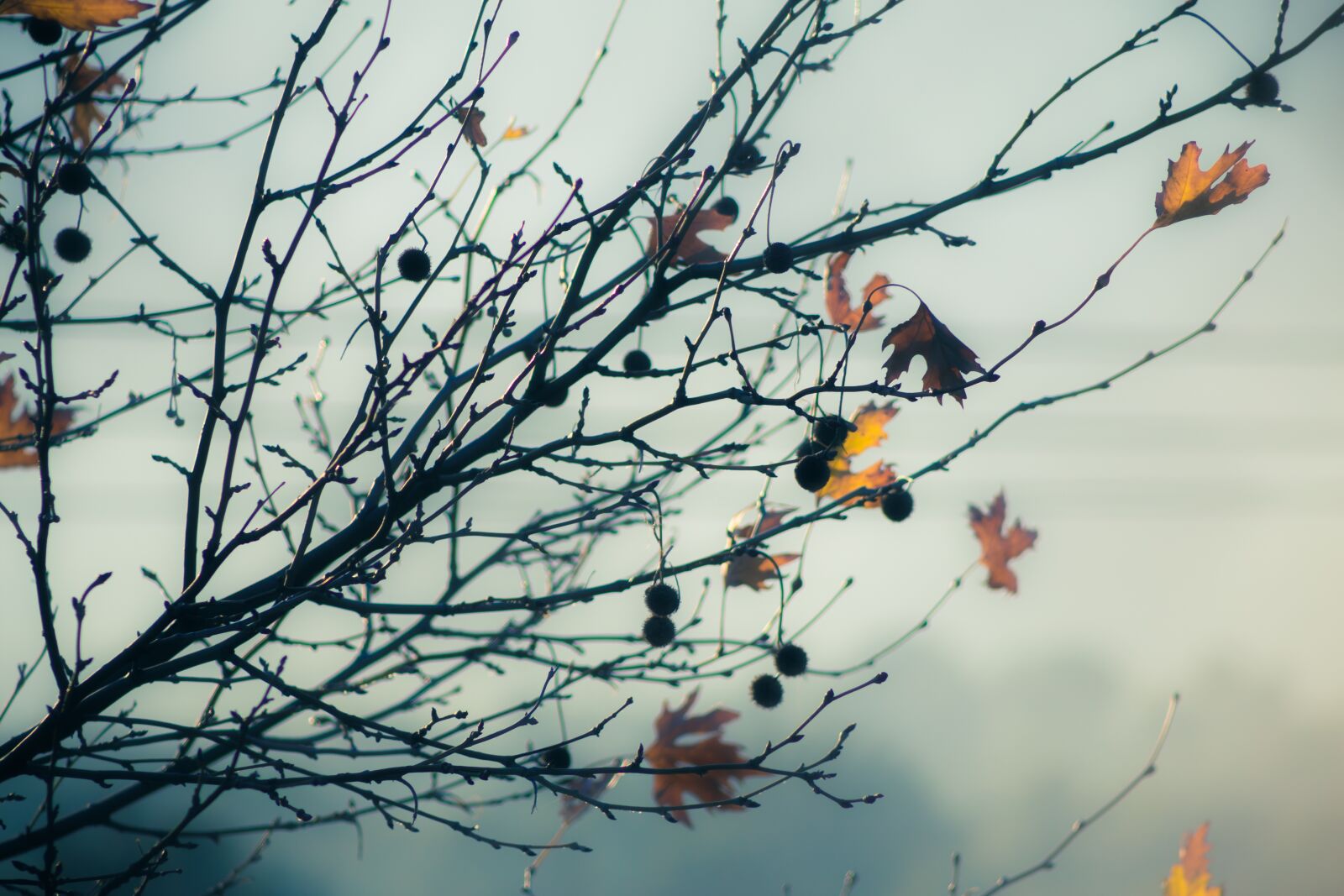 Canon EF75-300mm f/4-5.6 sample photo. Winter, leaves, background photography