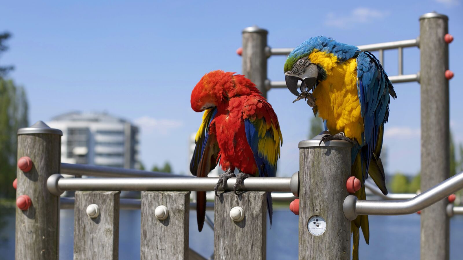 Canon EOS 6D + Canon EF 50mm F1.4 USM sample photo. Bird, beak, feather photography