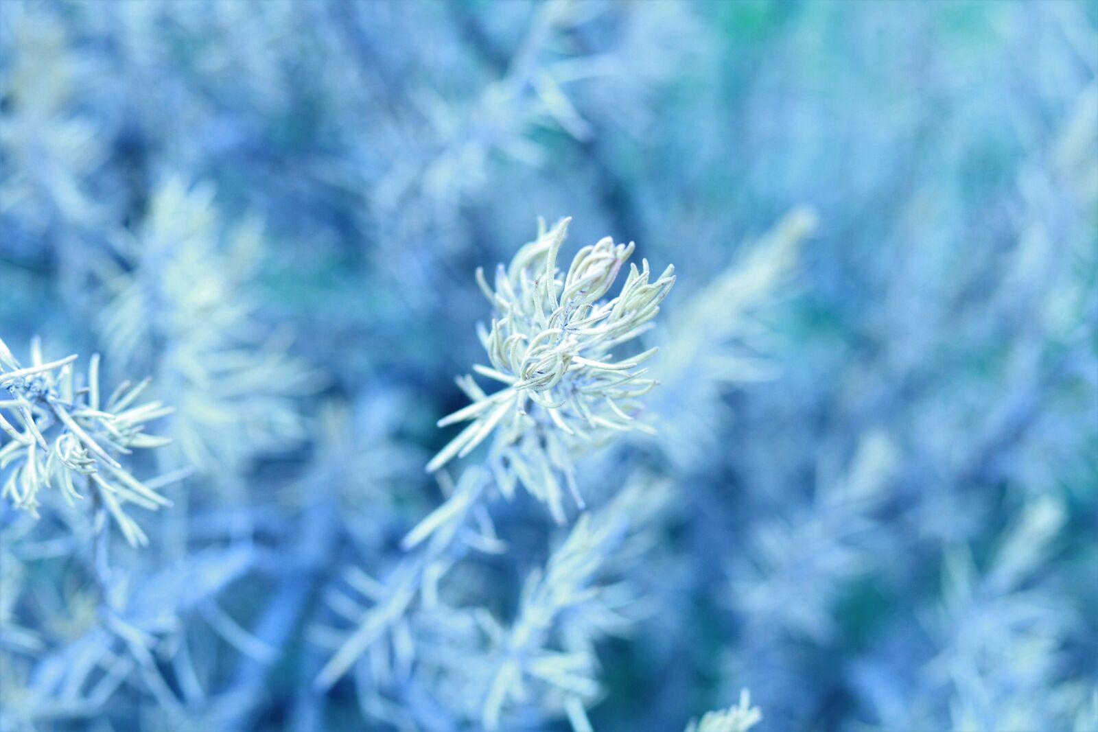 Canon EOS 750D (EOS Rebel T6i / EOS Kiss X8i) sample photo. Nature, plant, truth photography