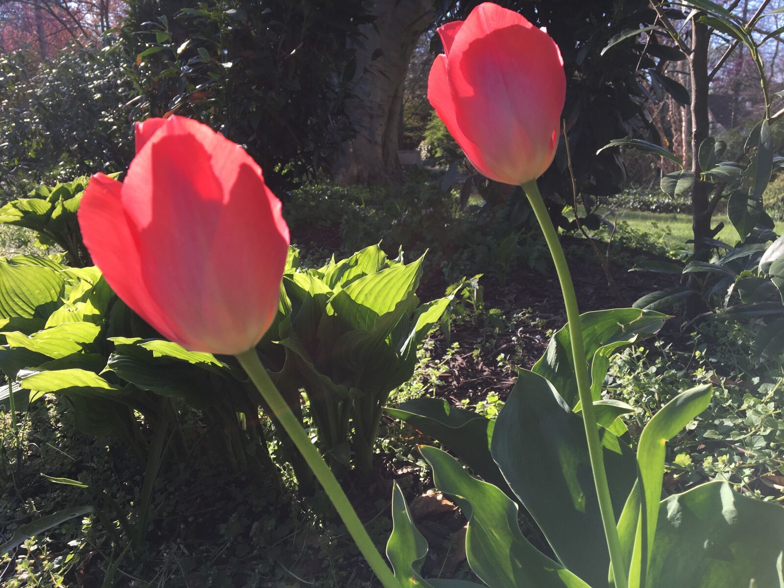 Apple iPhone 6s sample photo. Tulips, pink, flowers photography