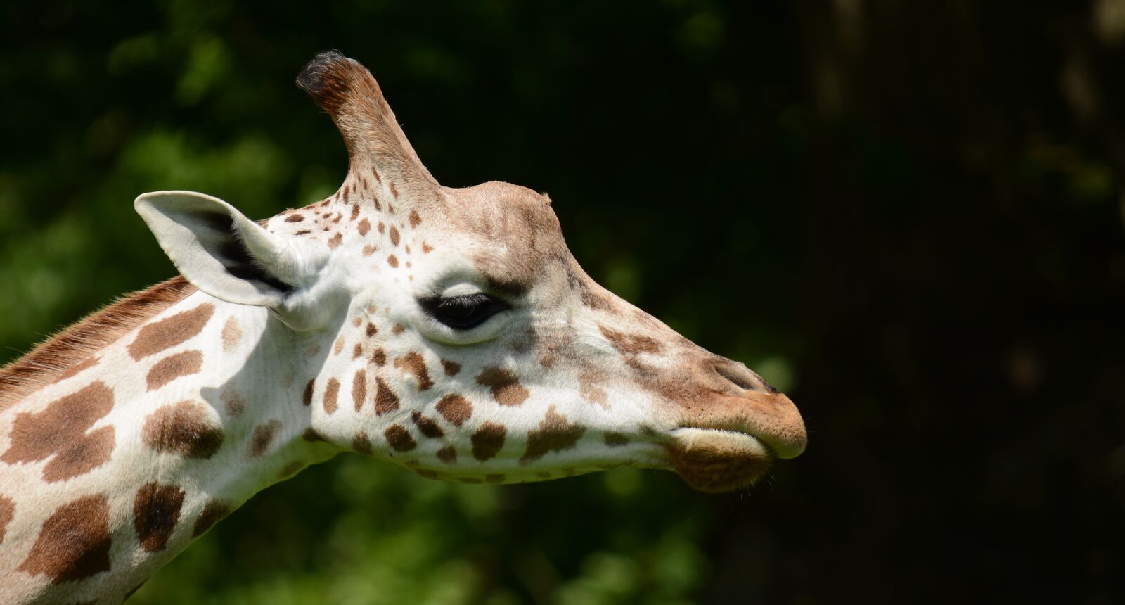 Nikon D7100 sample photo. Giraffe, head, animal photography