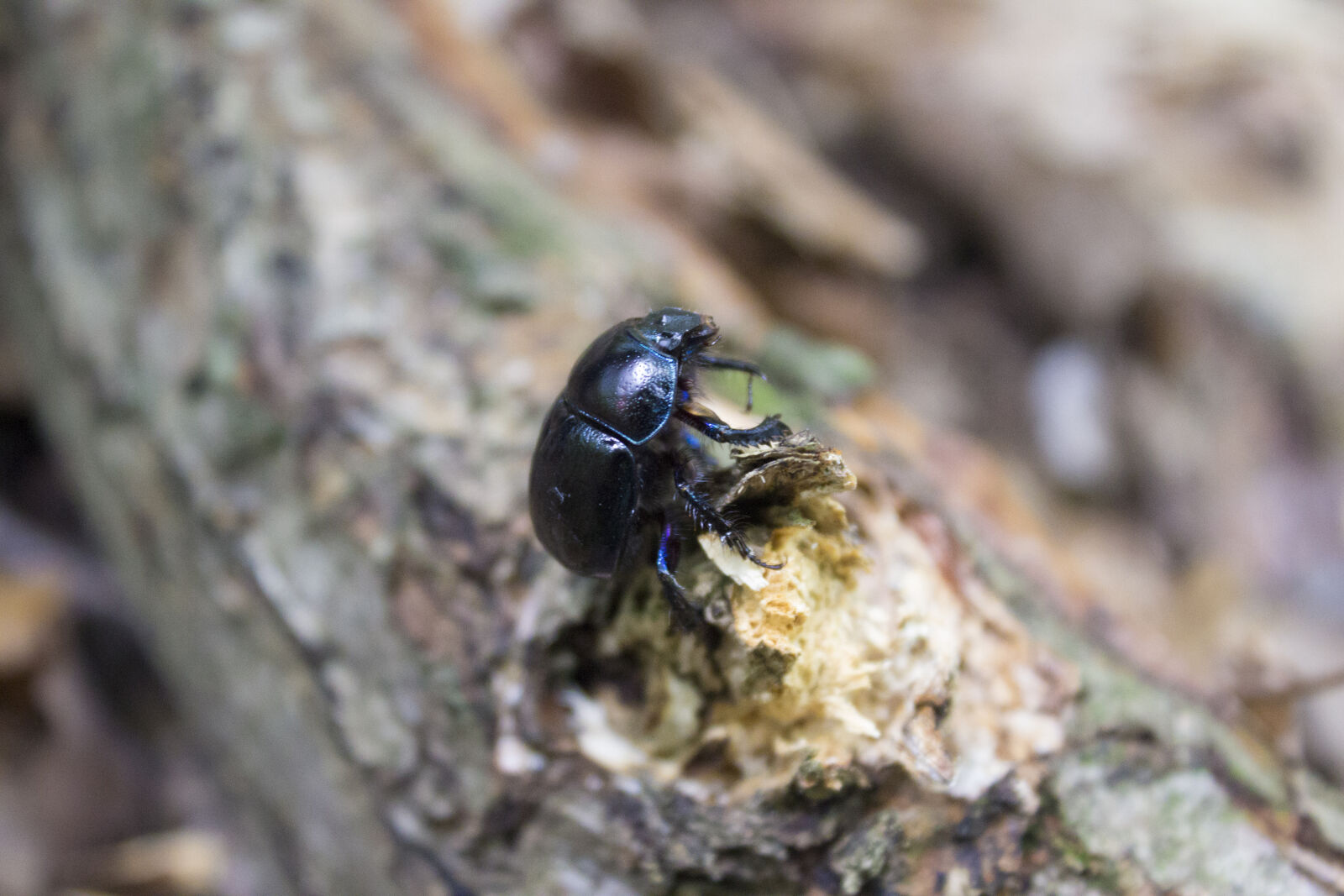 Canon EOS 600D (Rebel EOS T3i / EOS Kiss X5) sample photo. Animal, autumn, leaves, beetle photography
