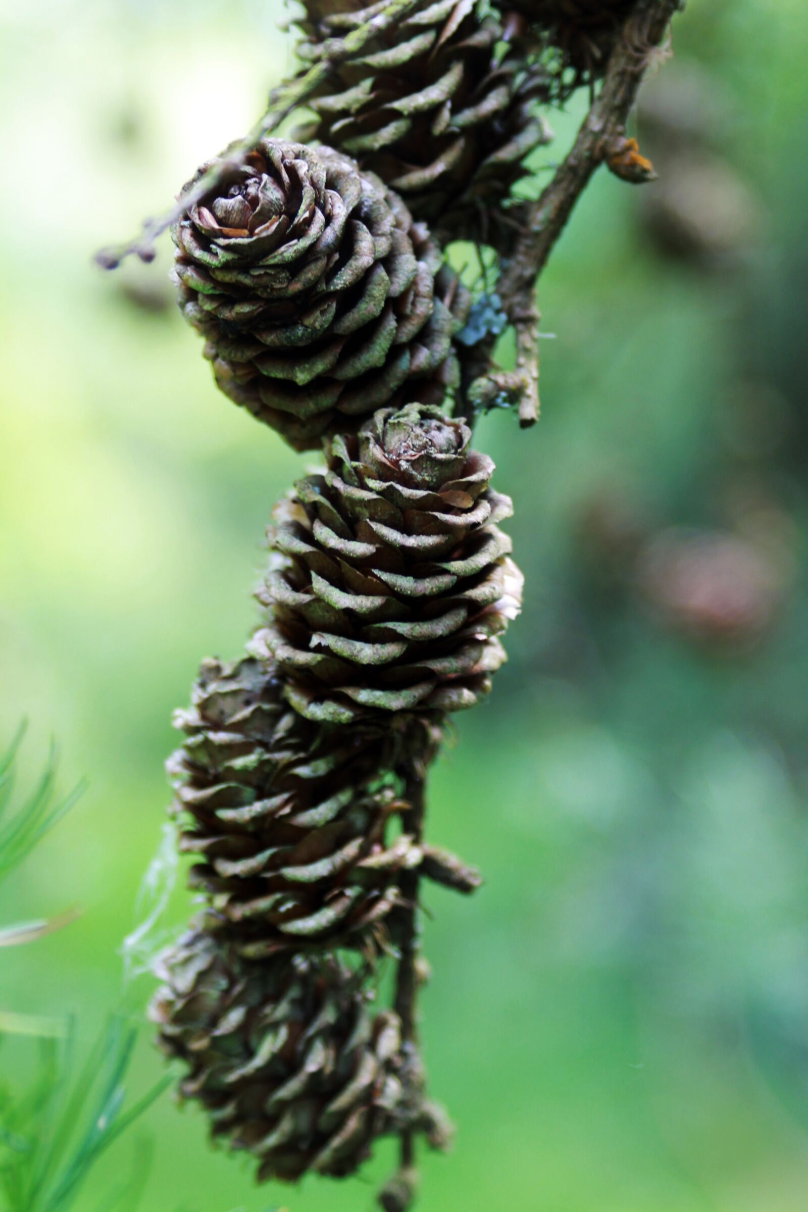 Canon EF 28-90mm f/4-5.6 USM sample photo. Forest, nature, pine cone photography