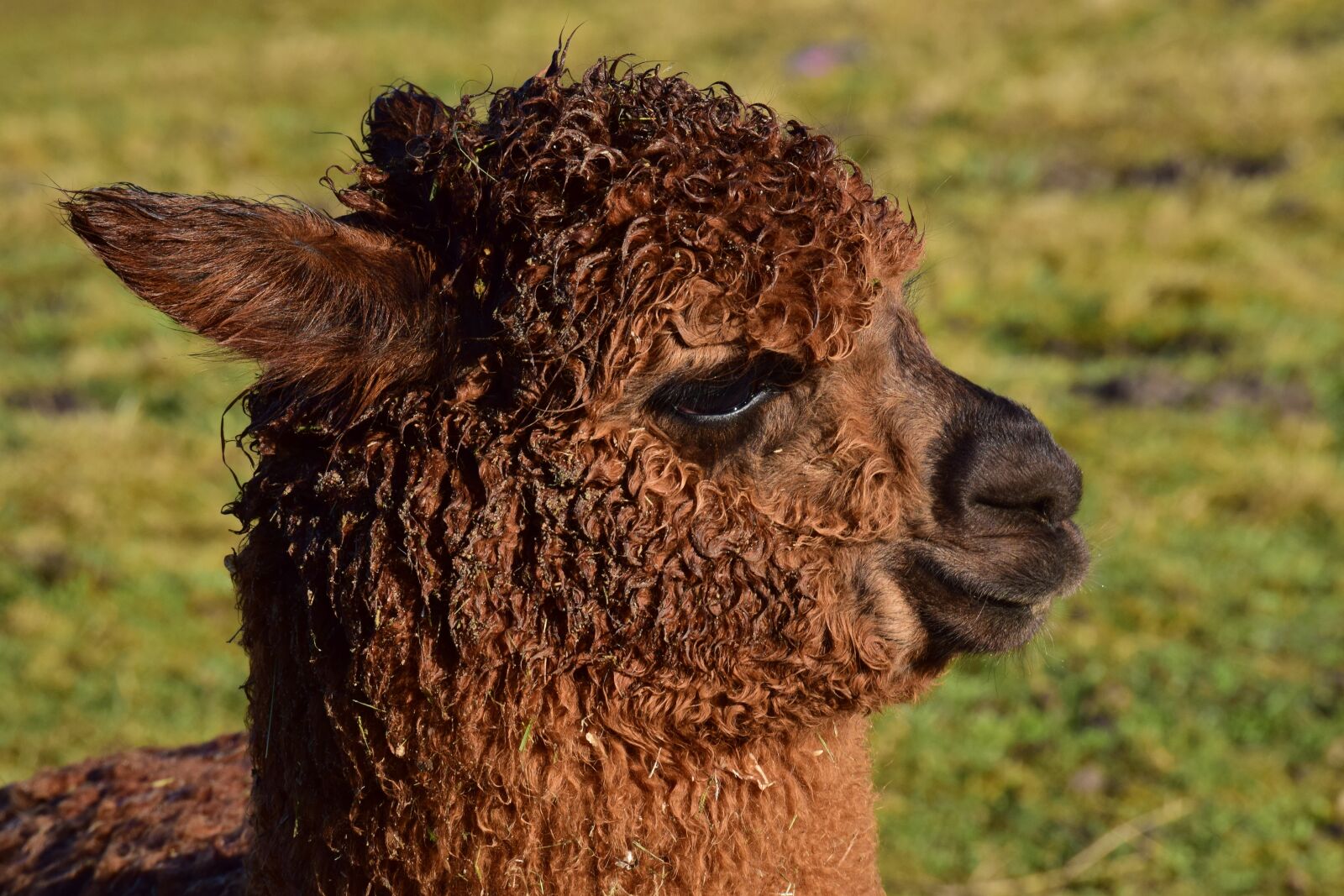 Nikon D3300 sample photo. Mammal, animal, nature photography