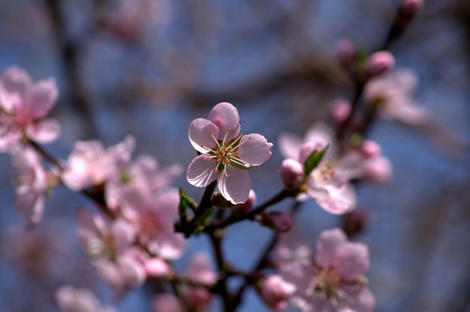 Nikon D3100 sample photo. Flower, pink, fruit tree photography