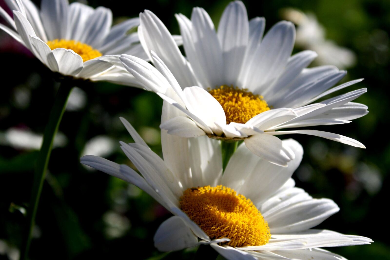 Canon EOS 1000D (EOS Digital Rebel XS / EOS Kiss F) + f/3.5-5.6 IS sample photo. White daisies, nectar photography