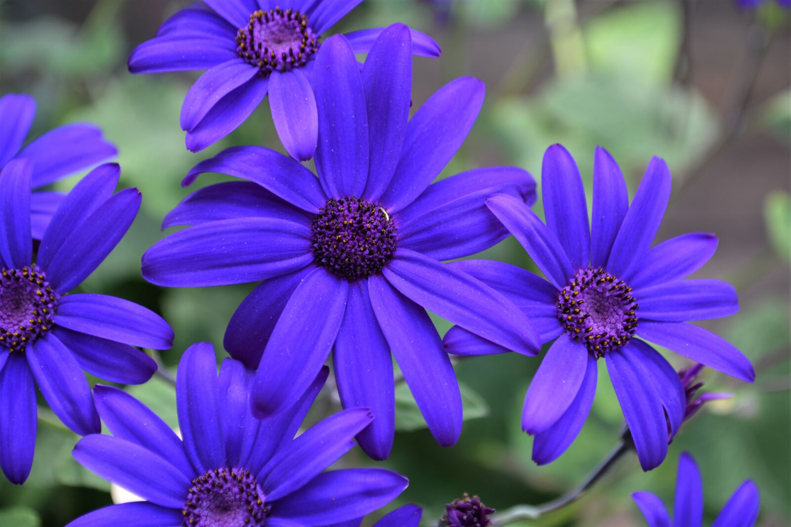 Nikon D5200 sample photo. Blue, purple, blossom photography