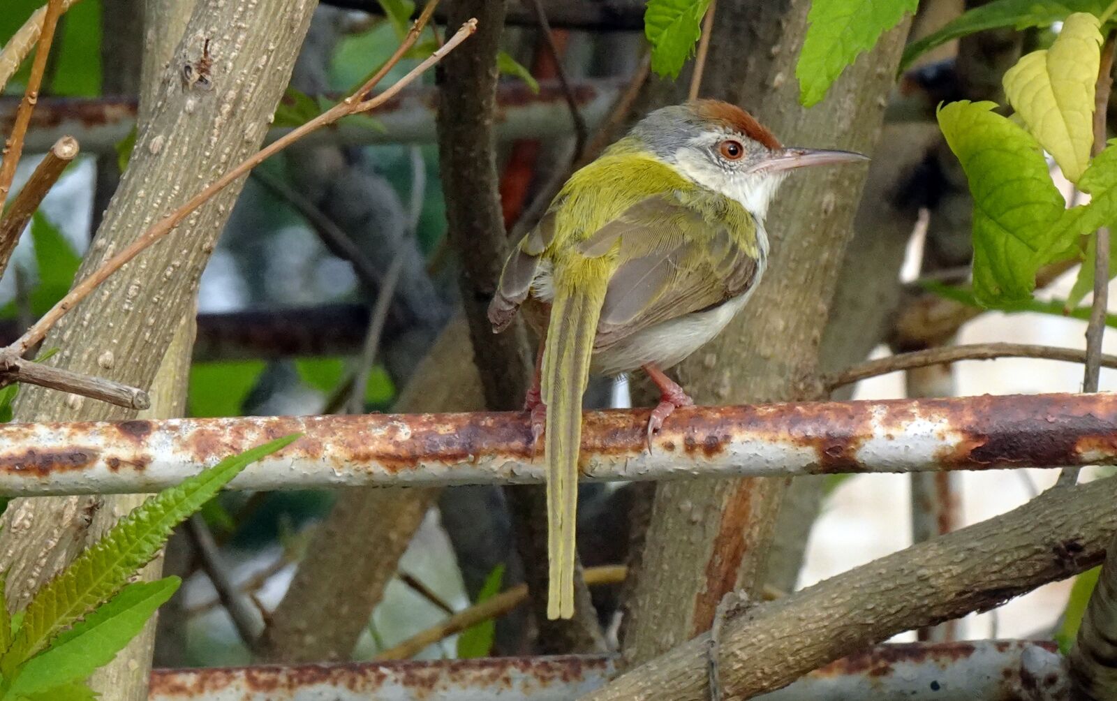 Sony DSC-WX800 sample photo. Bird, common tailorbird, orthotomus photography