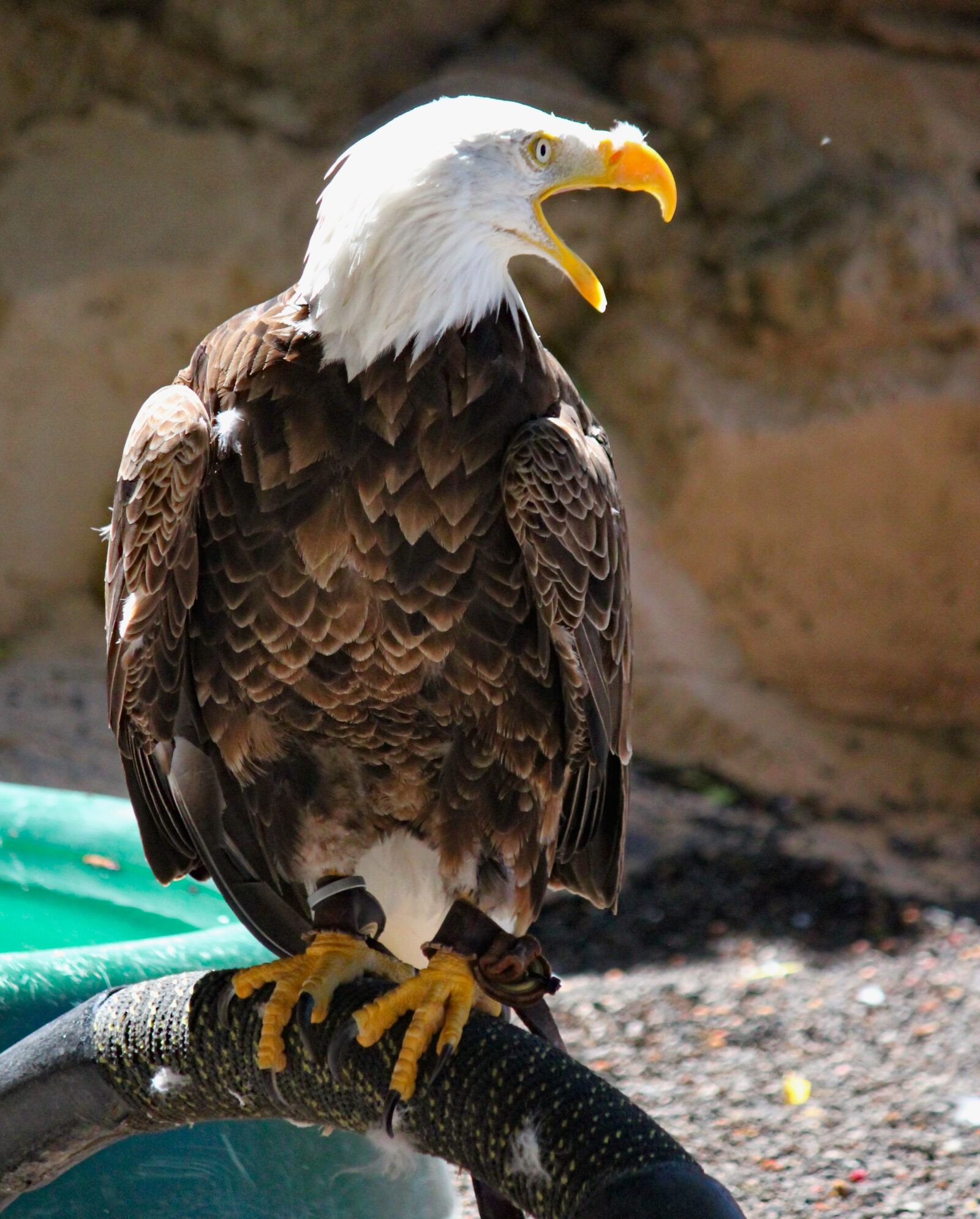 Canon EOS 550D (EOS Rebel T2i / EOS Kiss X4) sample photo. Eagle, bird, predator photography