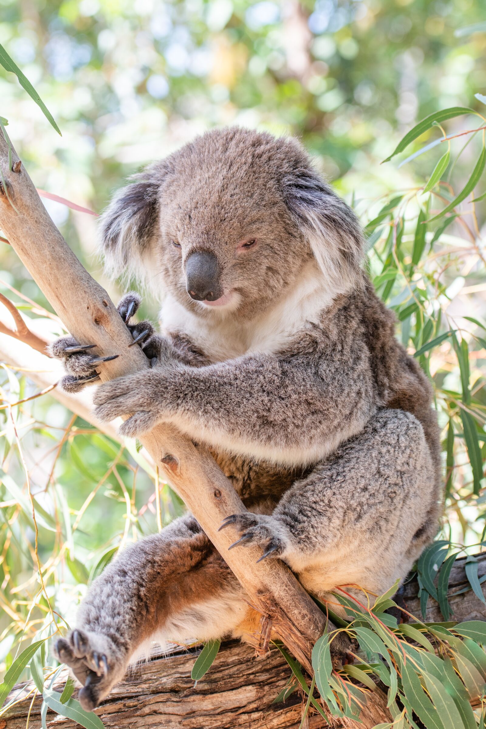 Nikon D850 sample photo. Koala, marsupial, herbivore photography