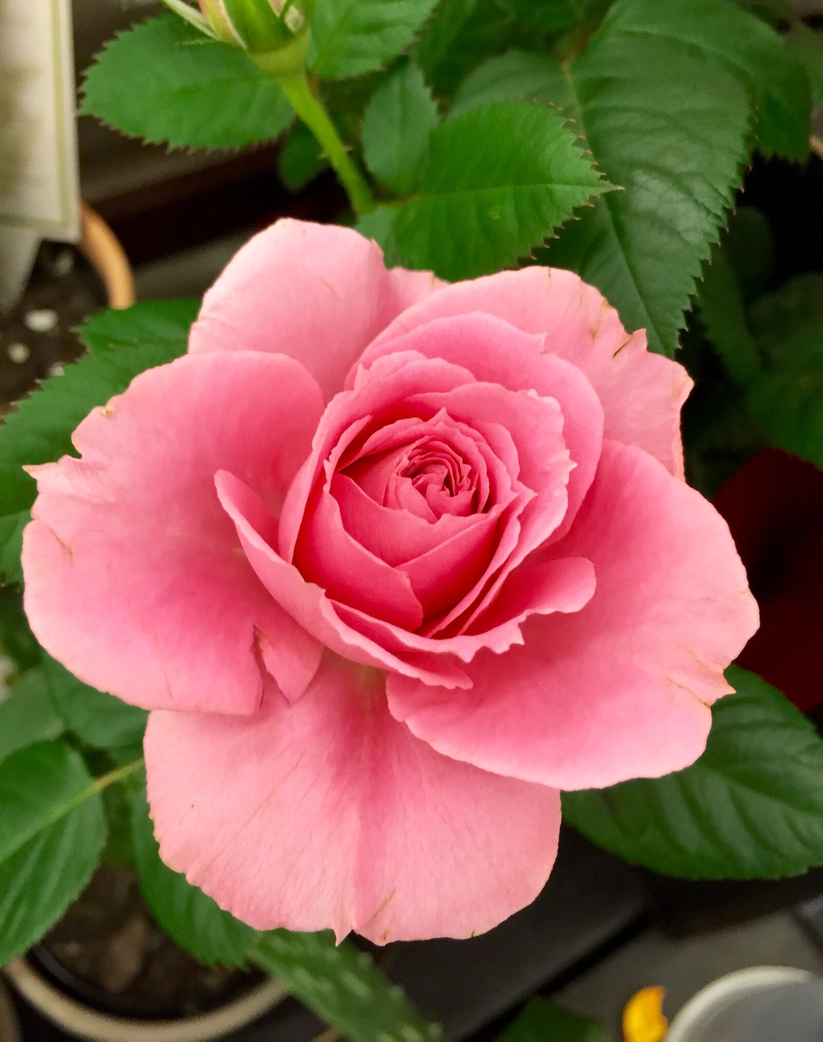 iPhone 6 Plus back camera 4.15mm f/2.2 sample photo. Bloom, blossom, close, up photography