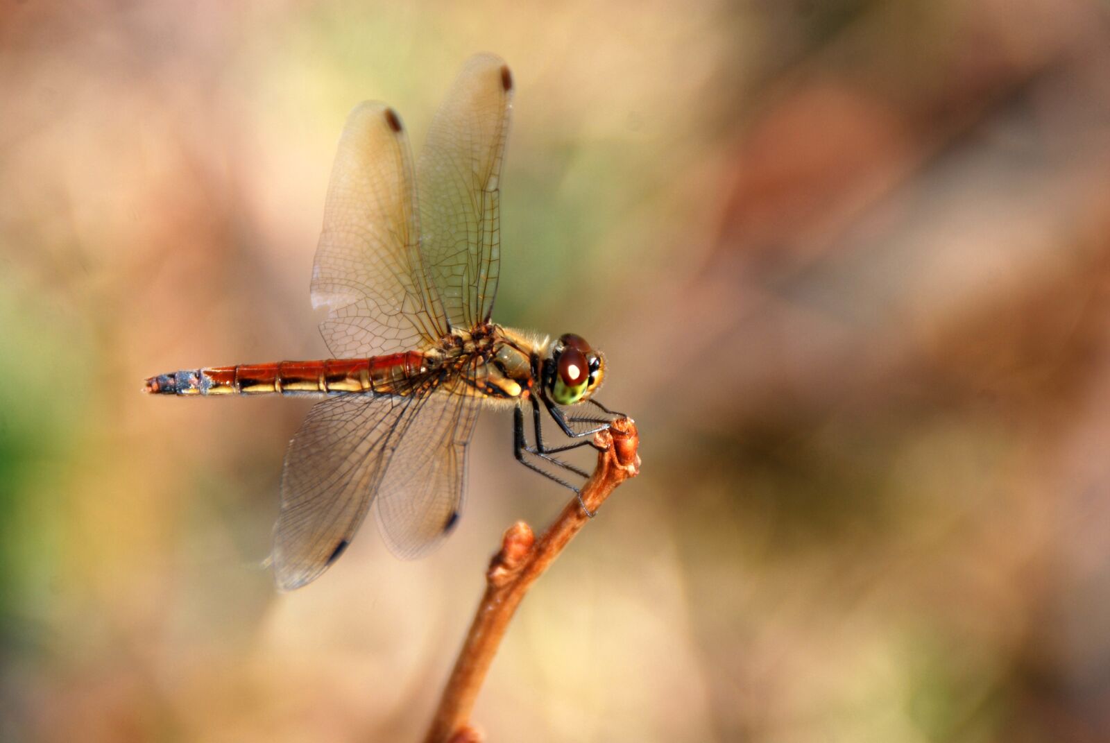 Nikon D40X sample photo. Dragonfly, insect, bug photography