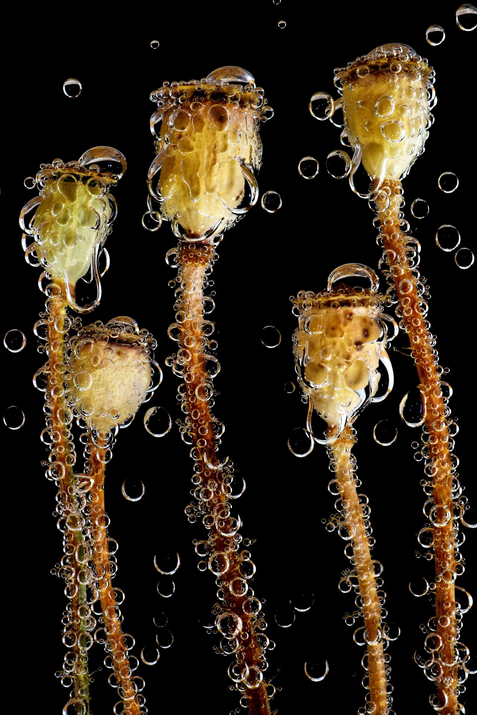 Nikon D3300 sample photo. Poppy, poppy capsules, seed photography