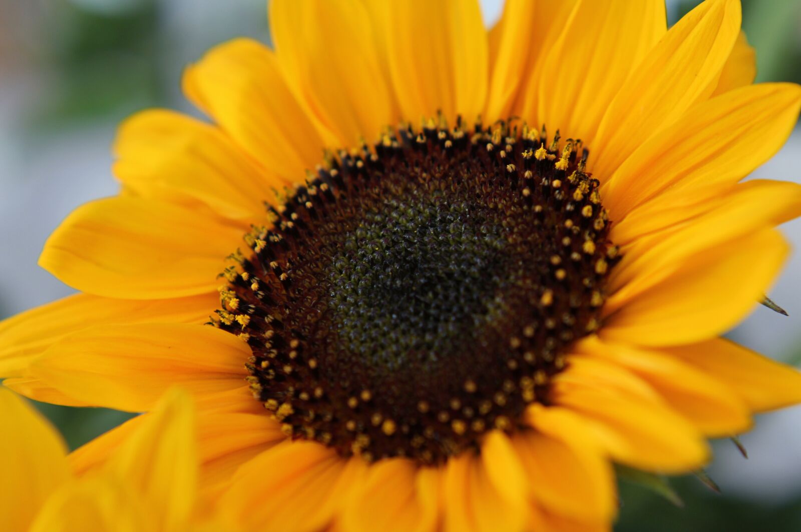 Canon EOS 700D (EOS Rebel T5i / EOS Kiss X7i) + Canon EF 50mm F1.8 II sample photo. Flower, sunflower, yellow petals photography