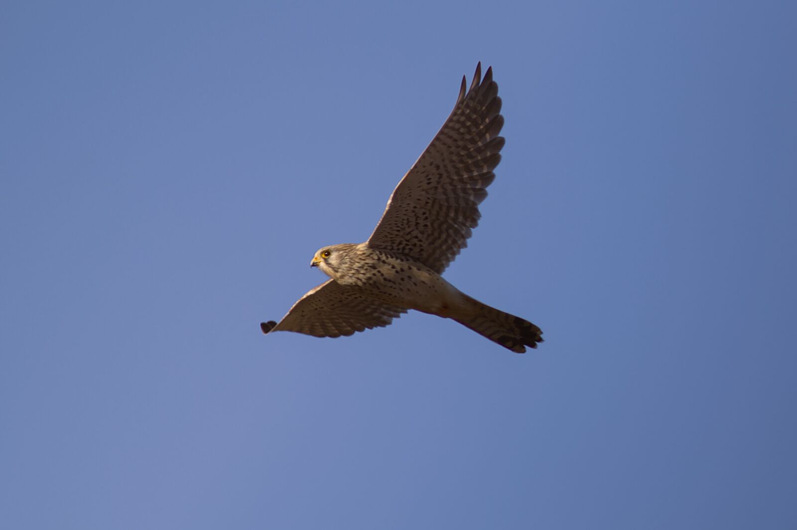 Canon EOS M50 Mark II (EOS Kiss M2) sample photo. Buzzard photography
