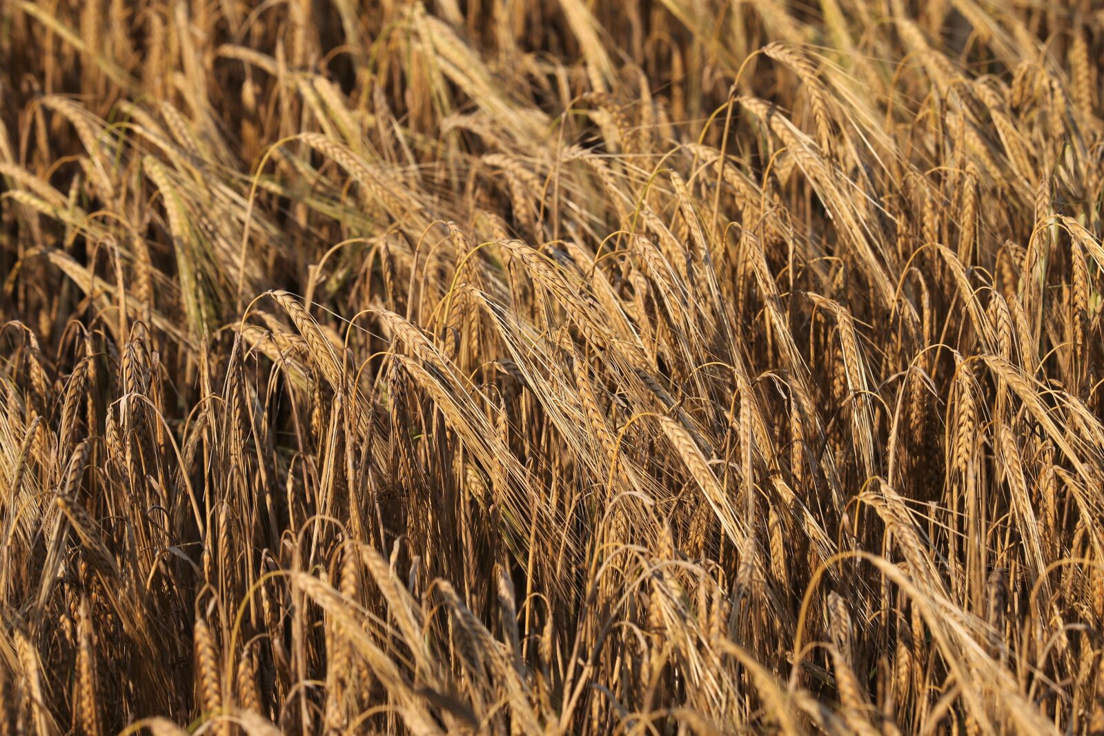 Canon EOS 6D sample photo. Barley, before harvest, agriculture photography