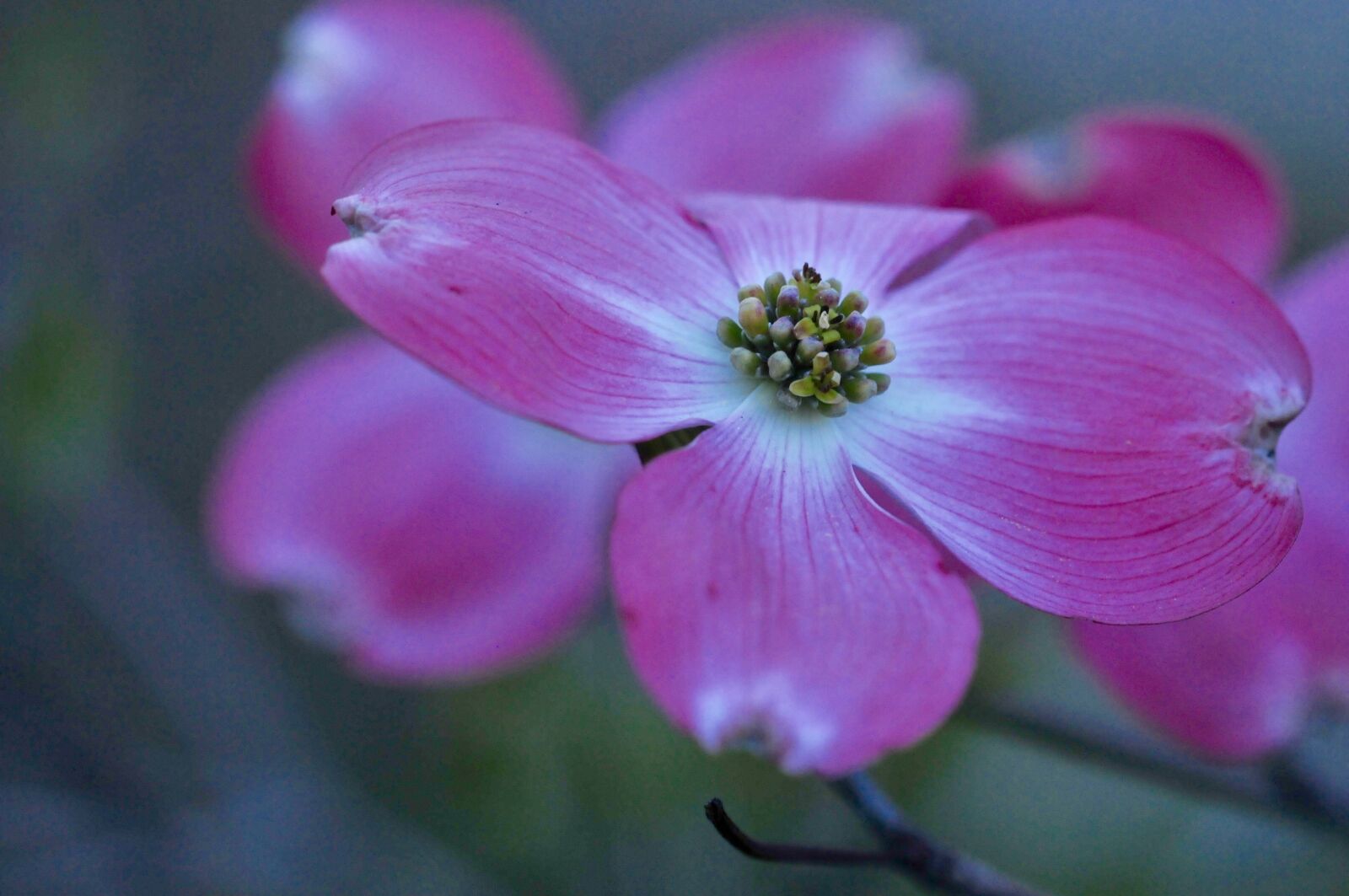 Nikon D300S sample photo. Cherry blossom, pink, flower photography