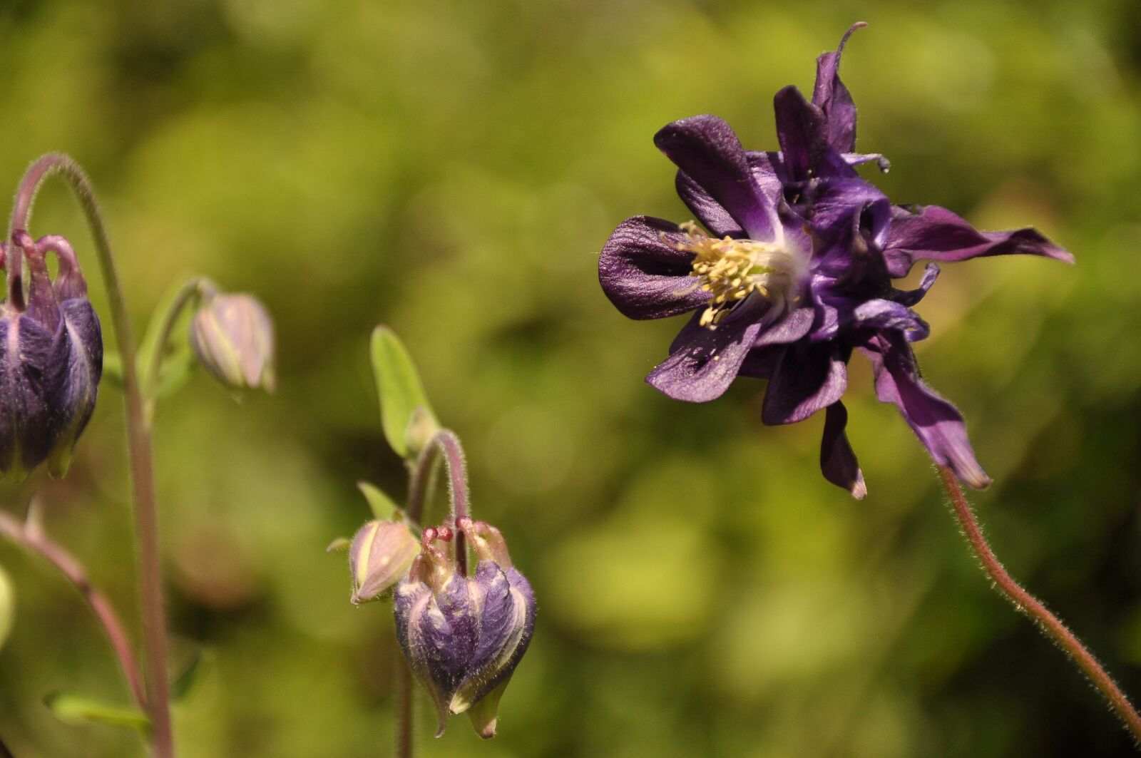 Nikon D90 sample photo. Columbine, aquilegia, hahn photography
