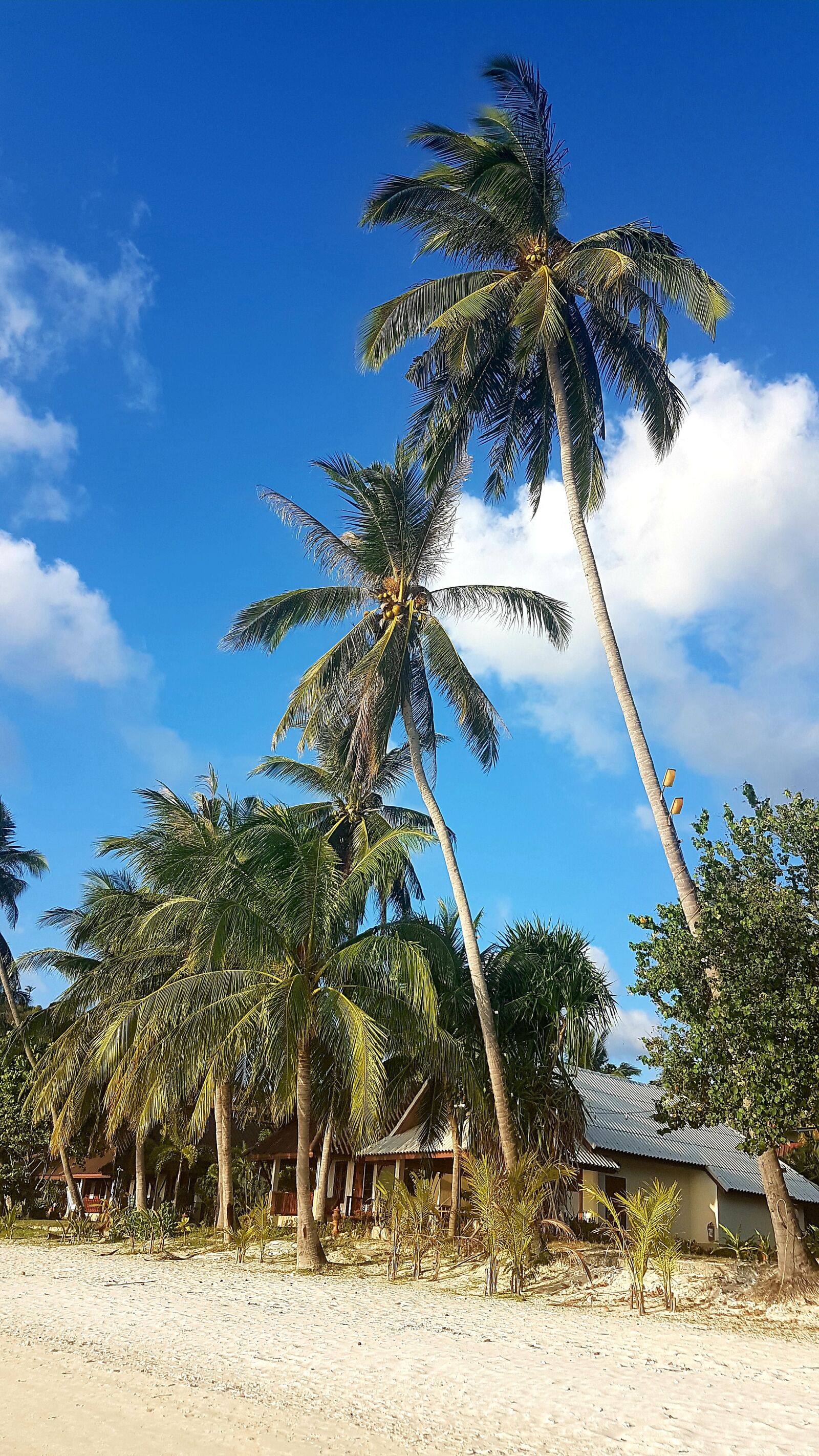 Samsung Galaxy S7 sample photo. Palm trees, beach, sand photography