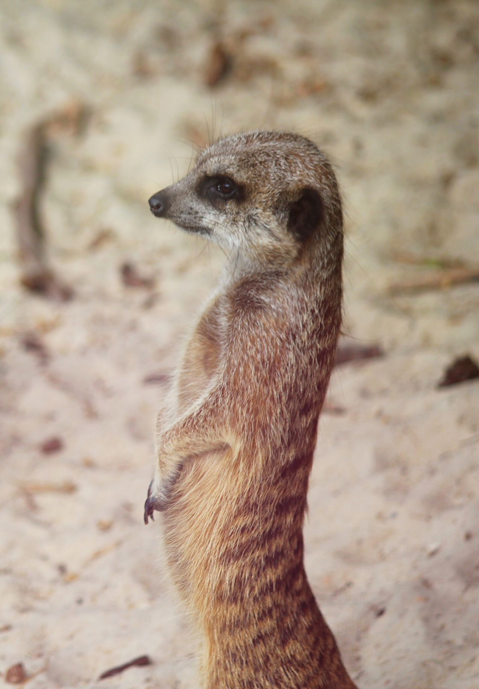 Canon EOS 550D (EOS Rebel T2i / EOS Kiss X4) sample photo. Meerkat, curious, animal photography