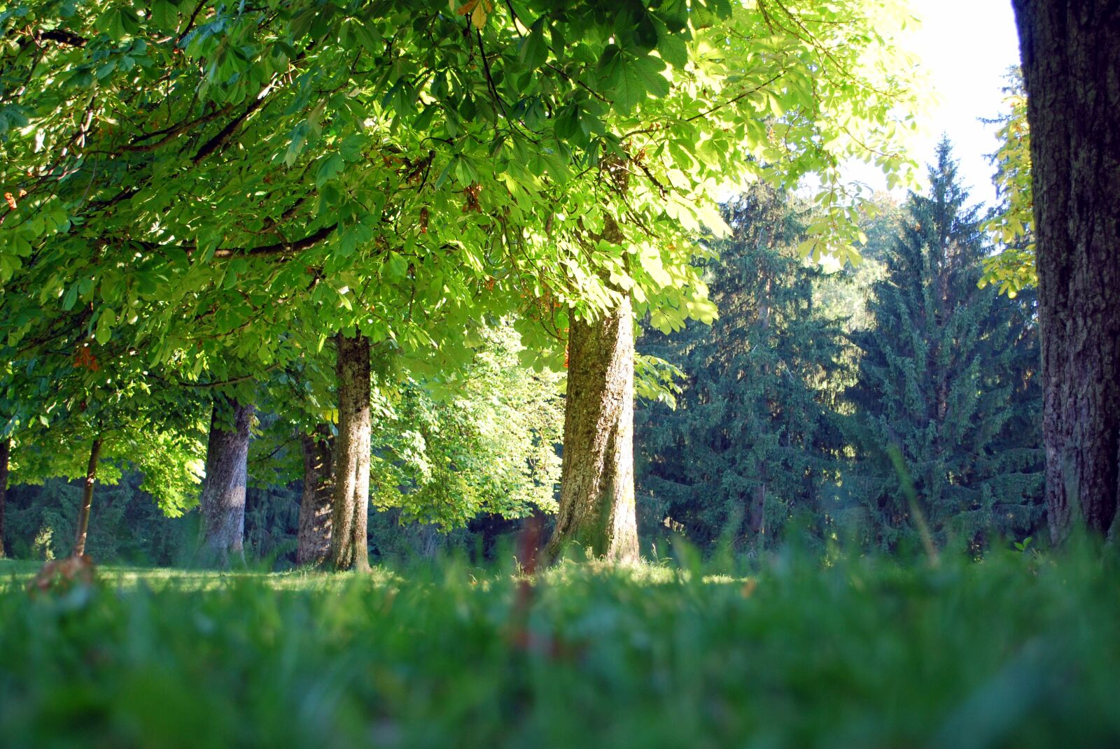 Nikon D60 sample photo. Wood, tree, nature photography