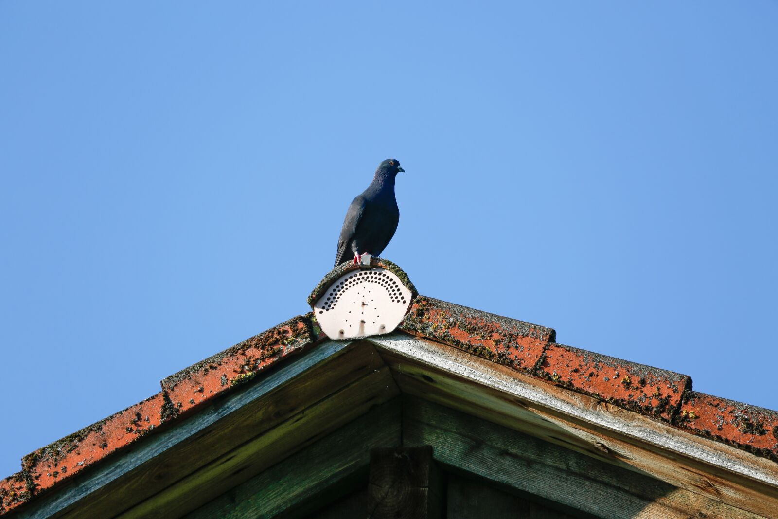 Гонял по крышам голубей слушать. Голуби на крыше. Голубятня на крыше. Домик для голубей на крышах. Горлица на крыше.