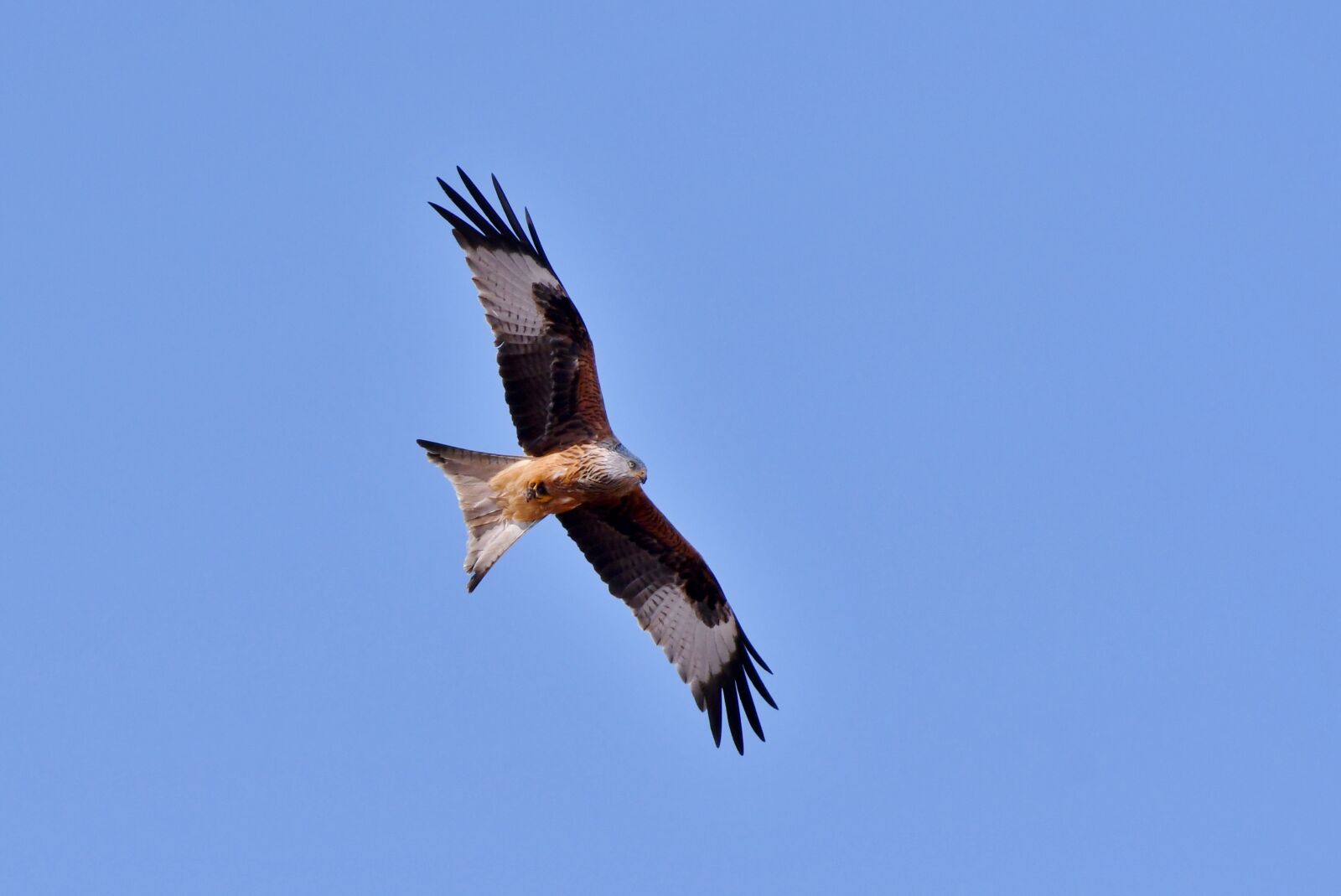 Nikon D500 sample photo. Red kite, bird of photography