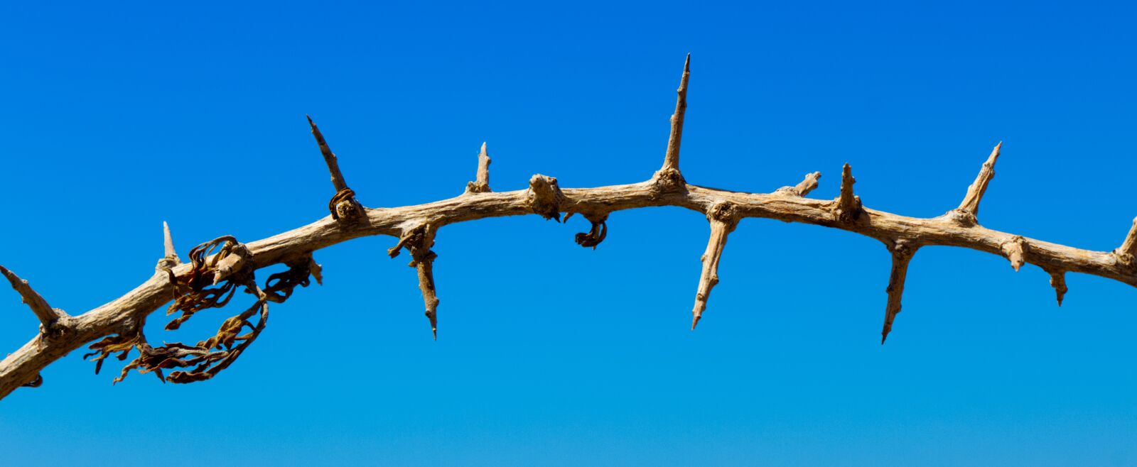 Canon EOS 1300D (EOS Rebel T6 / EOS Kiss X80) sample photo. Thorns, sharp, outside photography