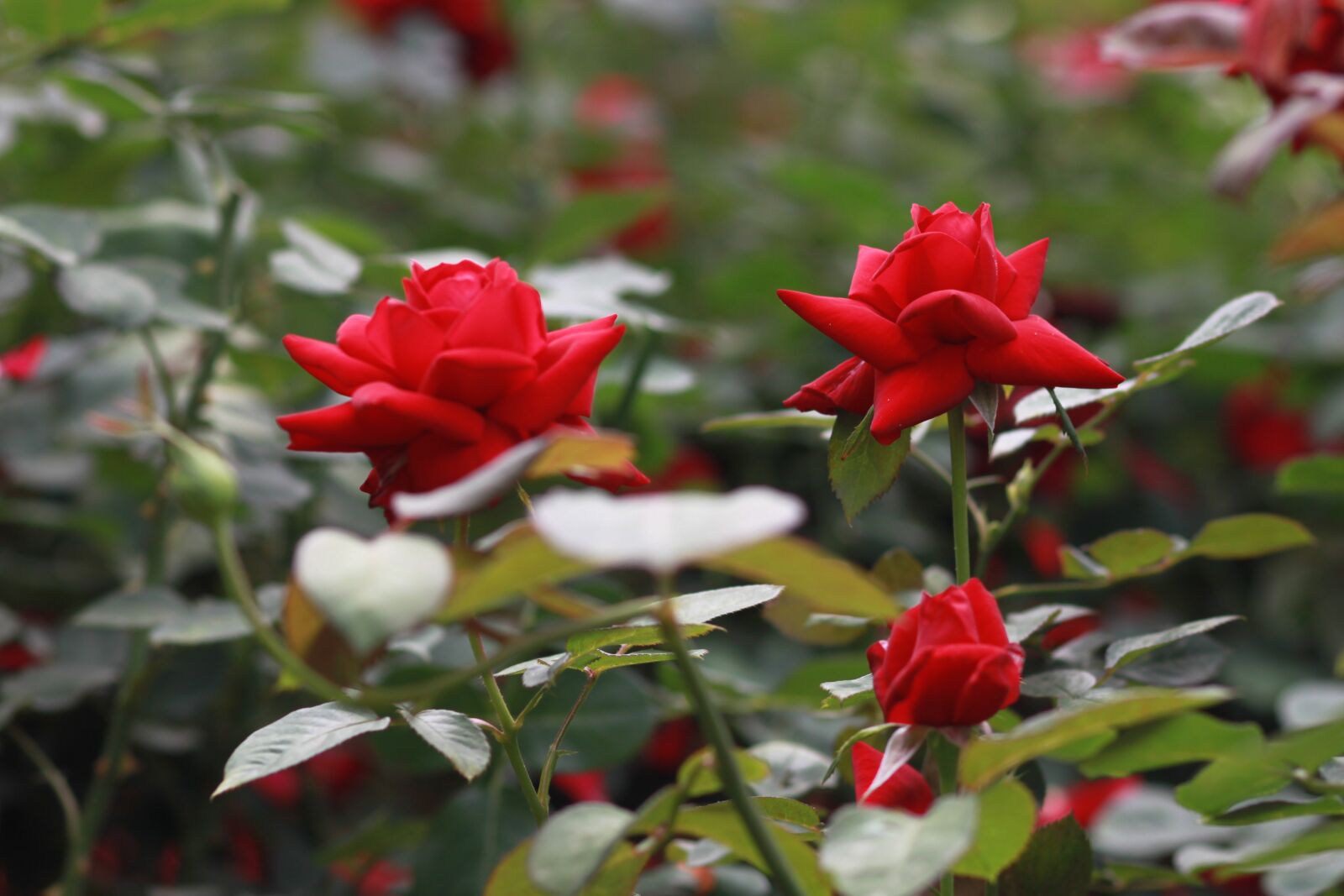 Canon EOS 500D (EOS Rebel T1i / EOS Kiss X3) sample photo. Rose, flowers, red rose photography