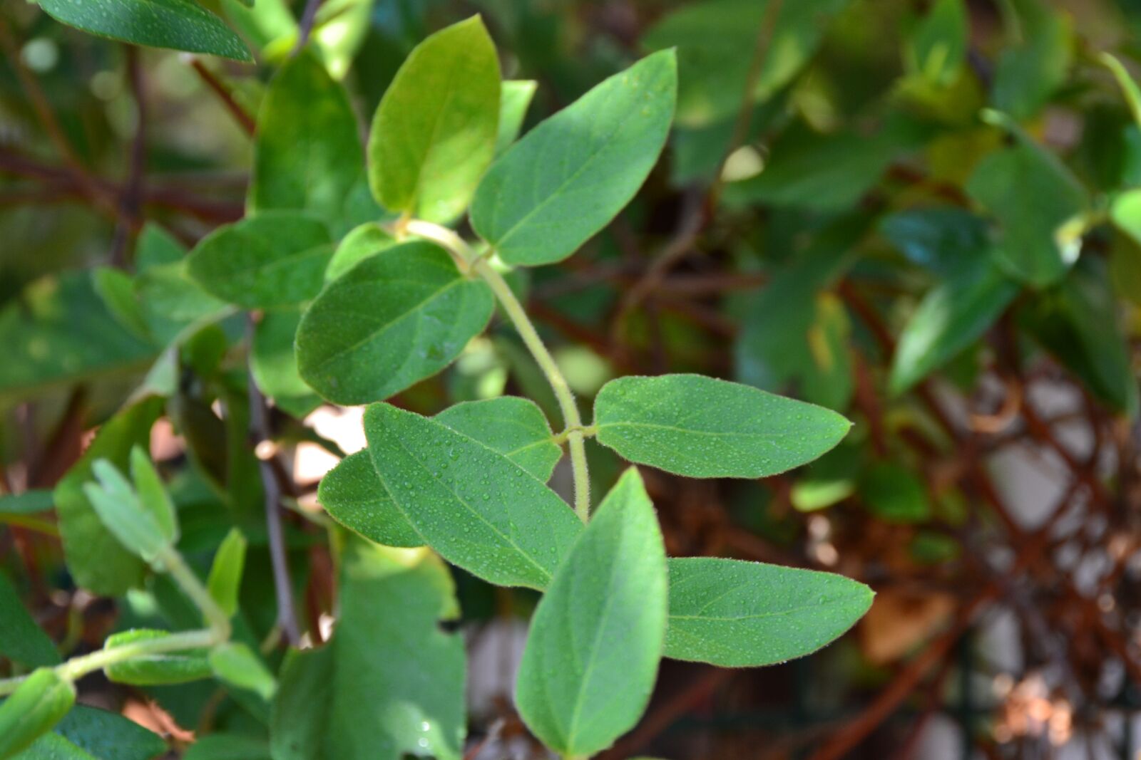 Nikon D3100 sample photo. Plant, drop, rain photography