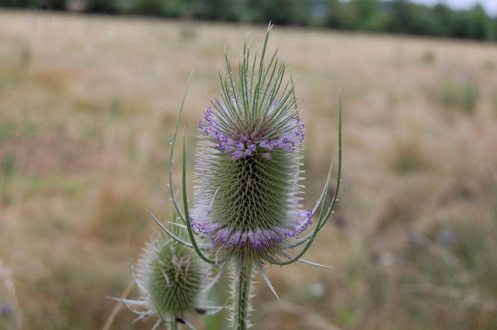 Nikon D40 sample photo. Thistle, dispacus, flower photography