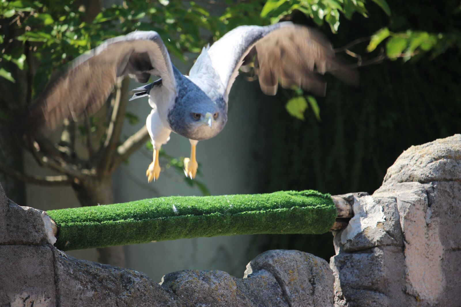 Canon EF-S 55-250mm F4-5.6 IS STM sample photo. Aquila, argentina, volo photography
