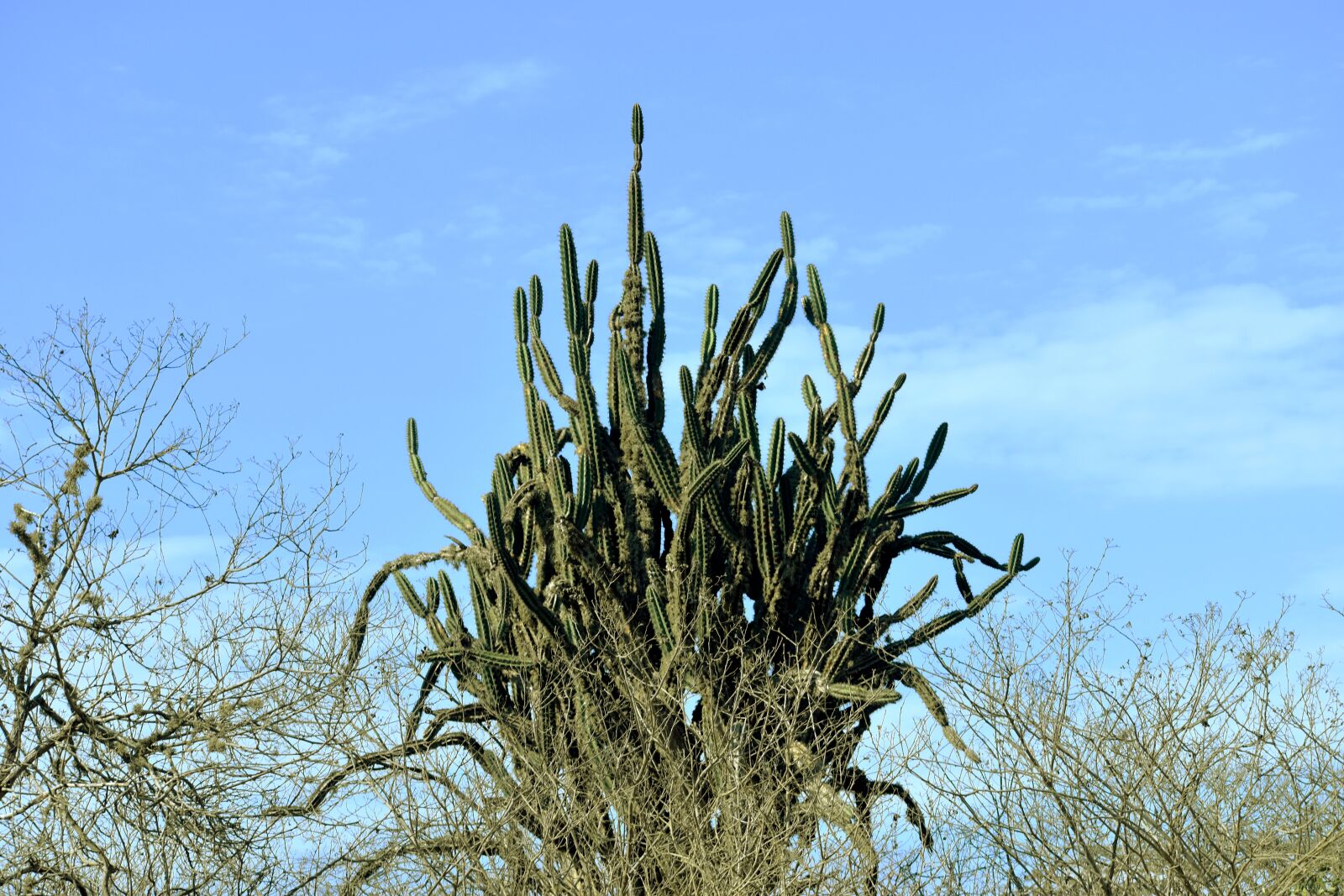Nikon D5600 sample photo. Cactus, nature, plant photography