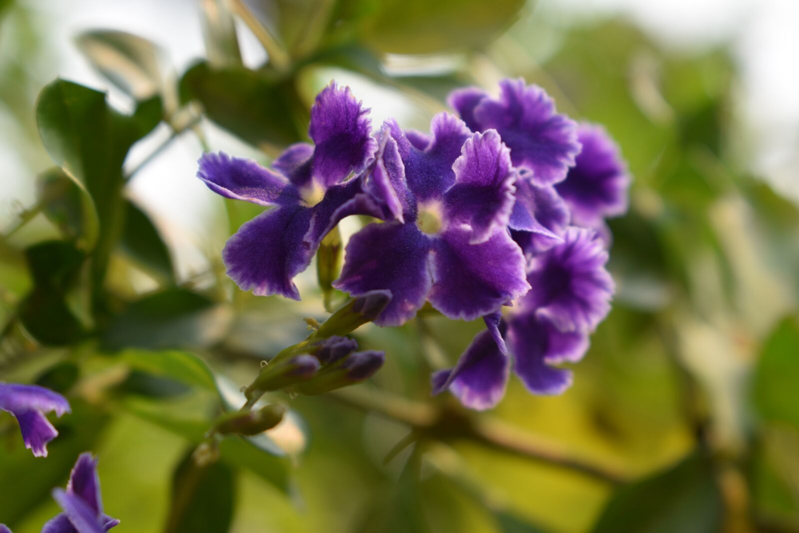 Nikon D3500 sample photo. Flowers, nature, lavender photography