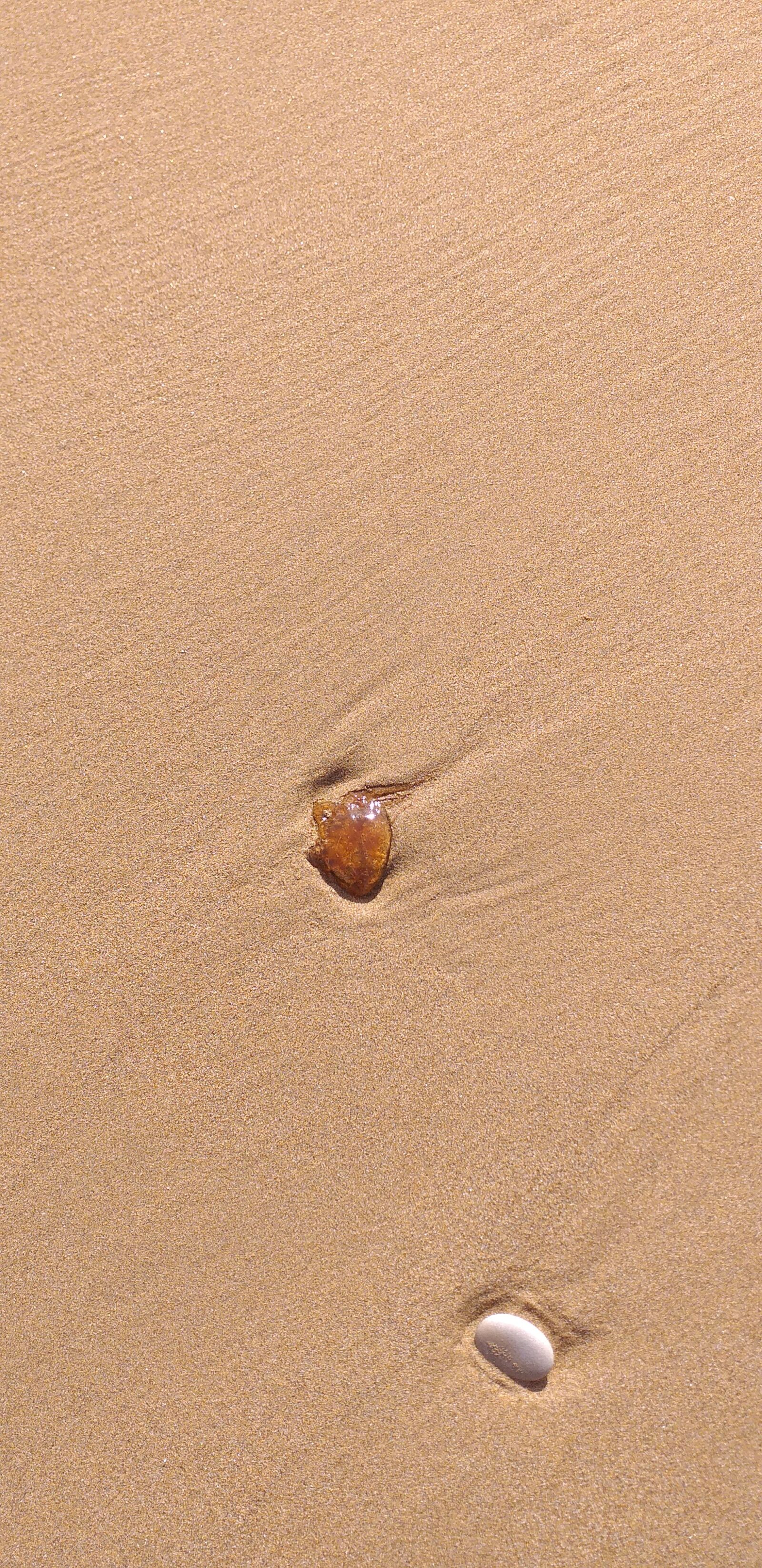 Samsung Galaxy J4+ sample photo. Molluscs, beach, sand photography