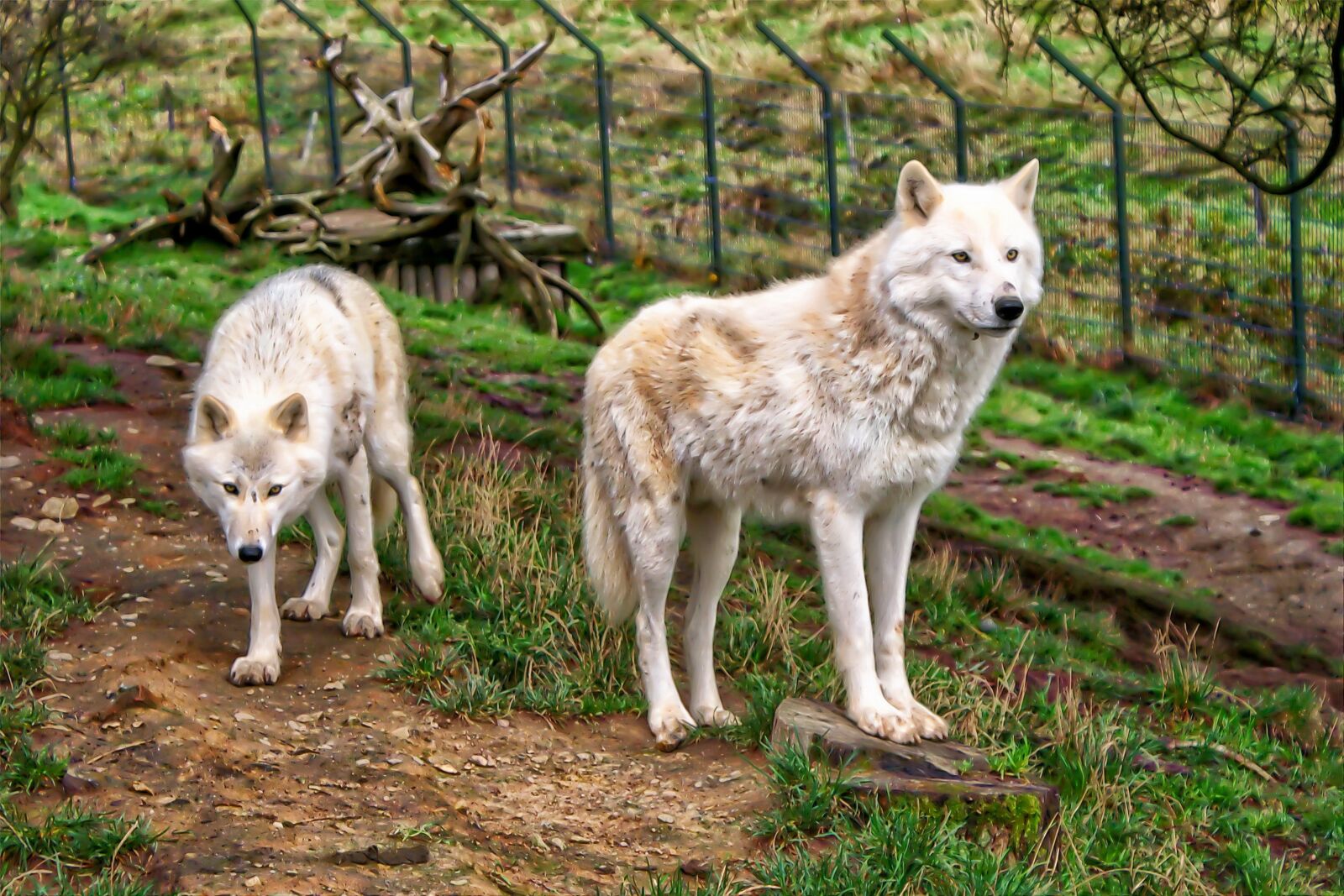 Canon EOS 70D sample photo. Wallpaper, wolf, animal photography