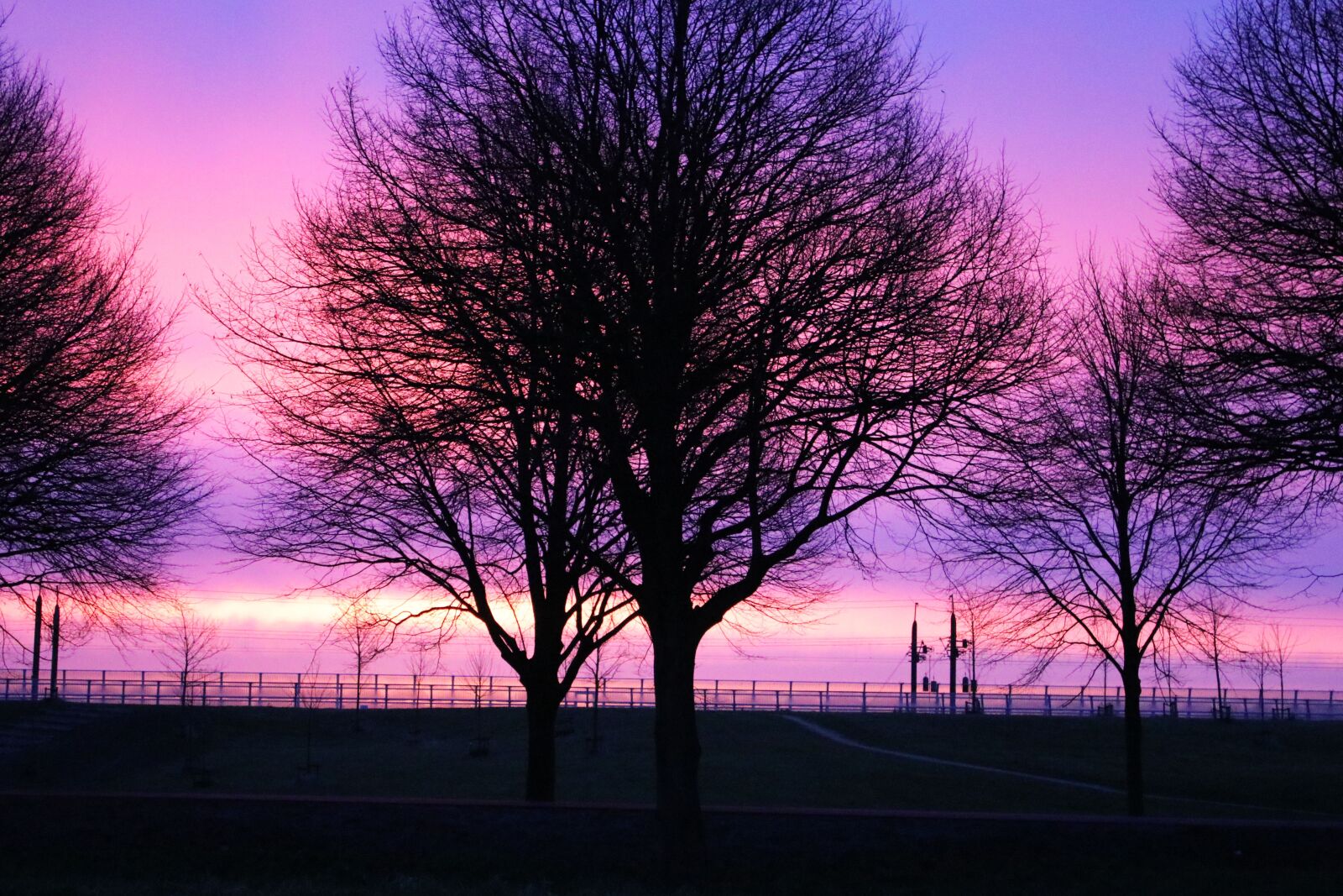 Canon EOS 80D + Canon EF-S 18-55mm F3.5-5.6 IS sample photo. Sunrise, purple, tree photography
