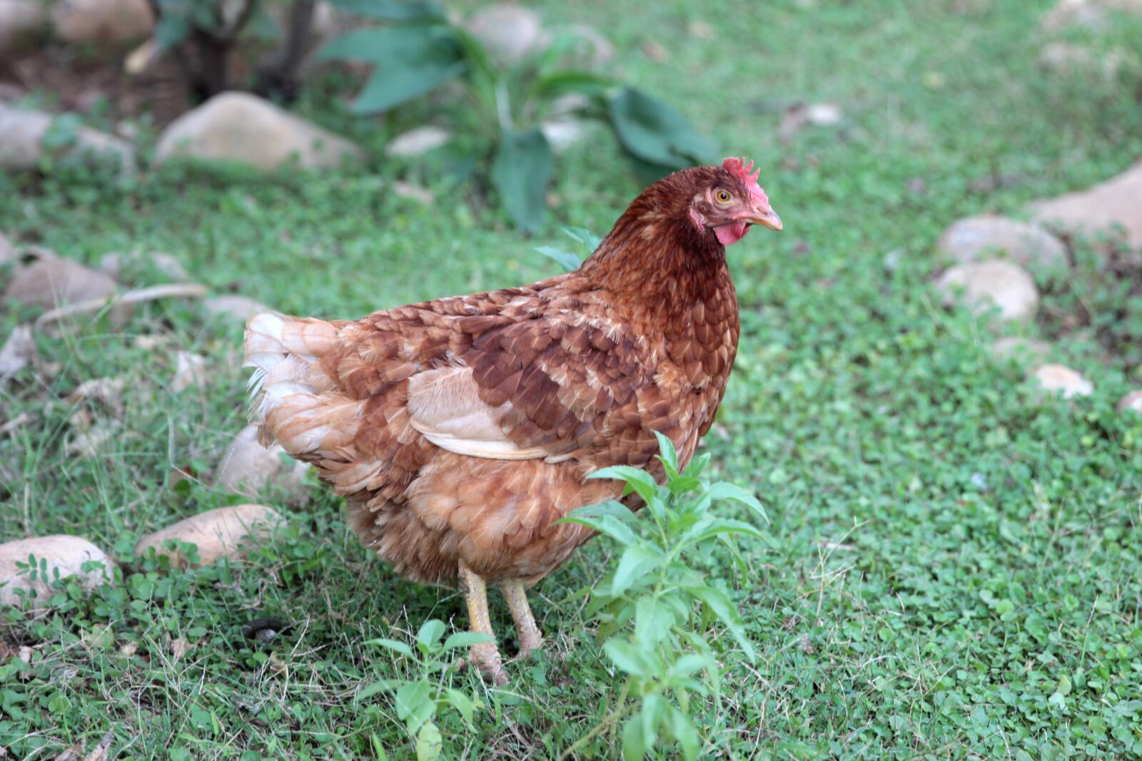 Canon EOS 550D (EOS Rebel T2i / EOS Kiss X4) sample photo. Chicken, hen, animal photography